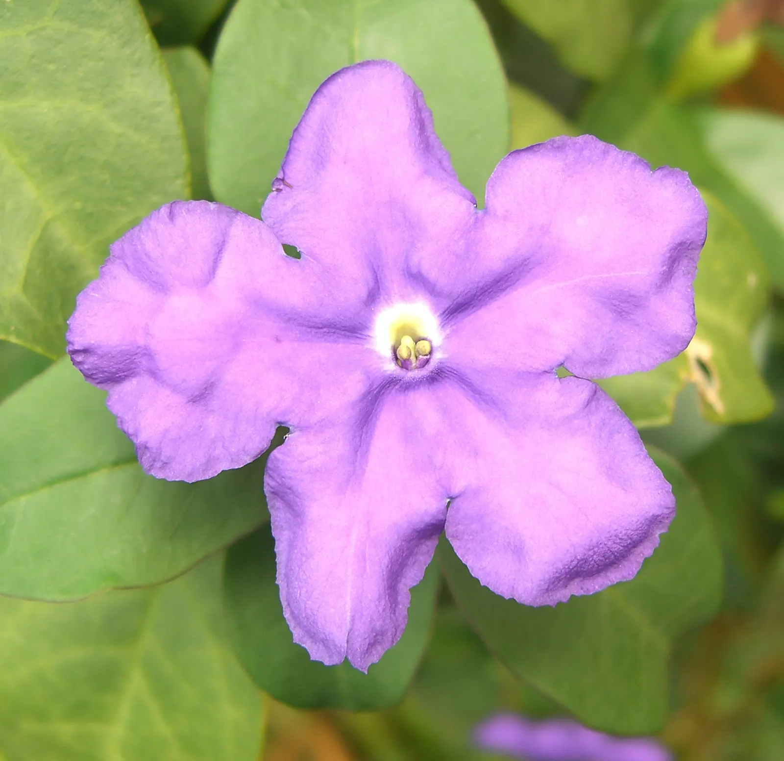 Yesterday-Today-And-Tomorrow (Brunfelsia Pauciflora) — shrub with multi-colored and violet blooms; the Brunfelsia pauciflora thrives best when, image 119