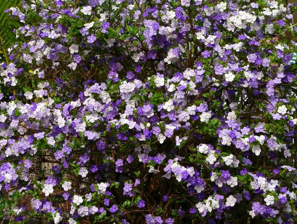 Yesterday-Today-And-Tomorrow (Brunfelsia Pauciflora) — this shrub reaches a prolific size of approximately 4 to 8 feet in height and spreads around, image 113