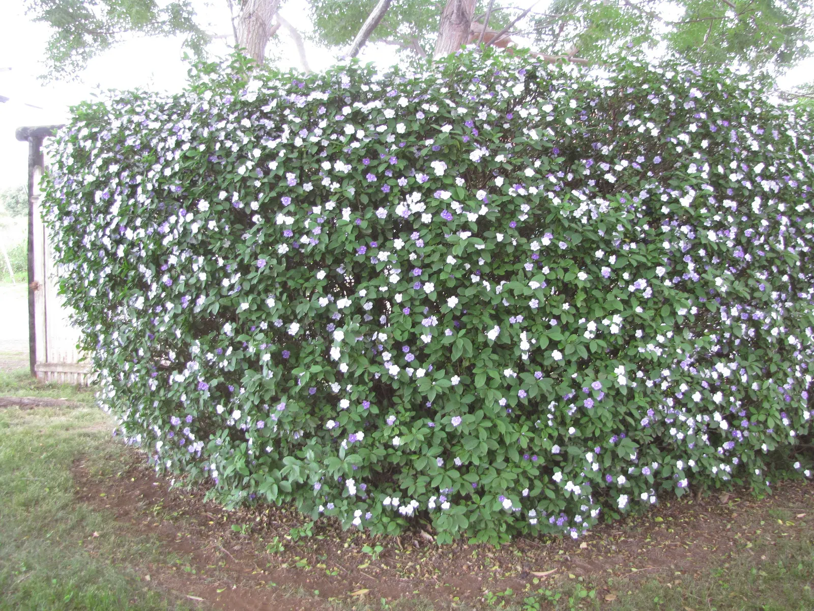 Yesterday-Today-And-Tomorrow (Brunfelsia Pauciflora) — Plant in fertile, well-drained soil and water moderately; the Yesterday-Today-and-Tomorrow, image 124