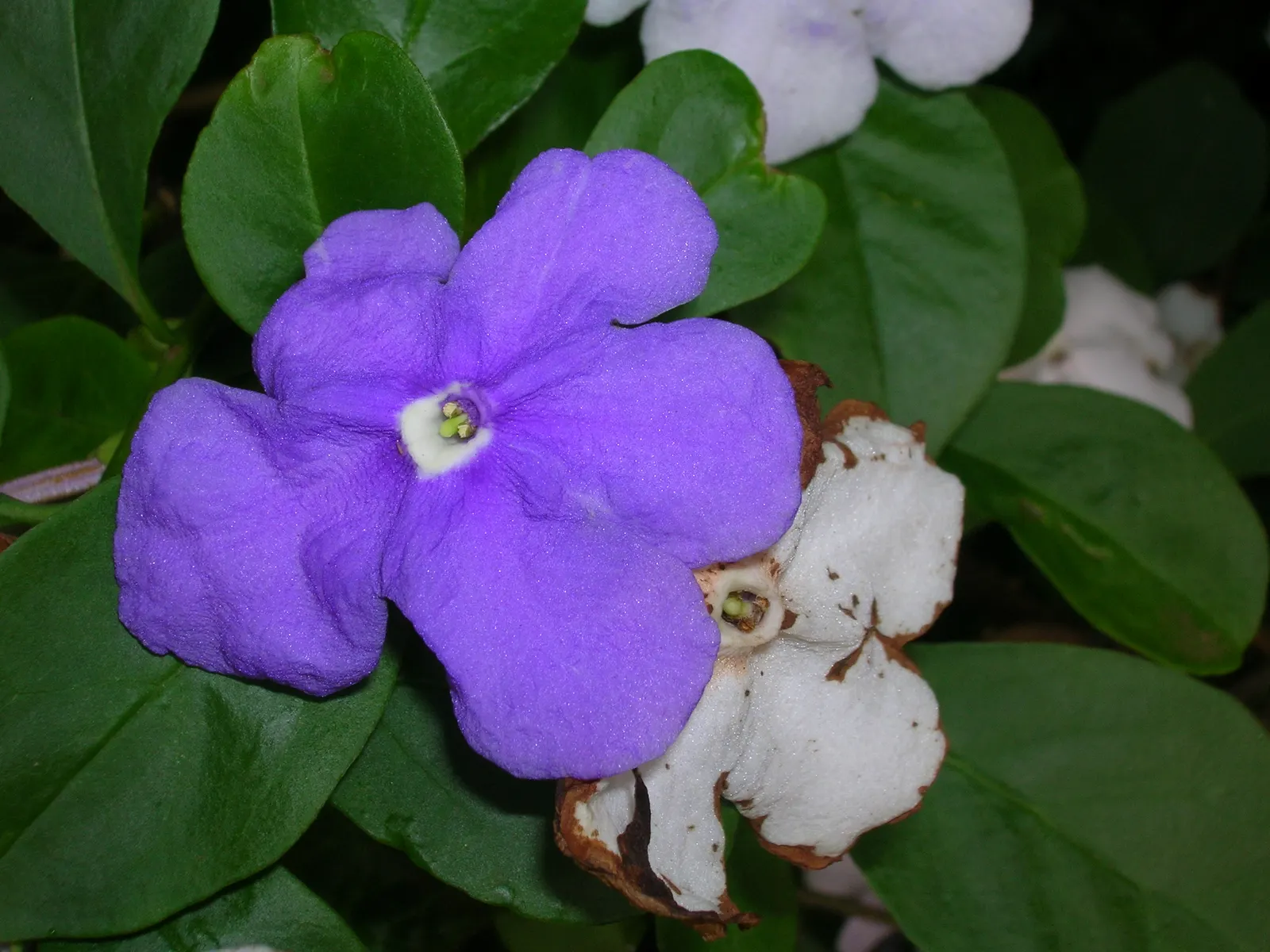 Yesterday-Today-And-Tomorrow (Brunfelsia Pauciflora) — the Brunfelsia pauciflora thrives best when planted in well-drained soil enhanced with, image 62