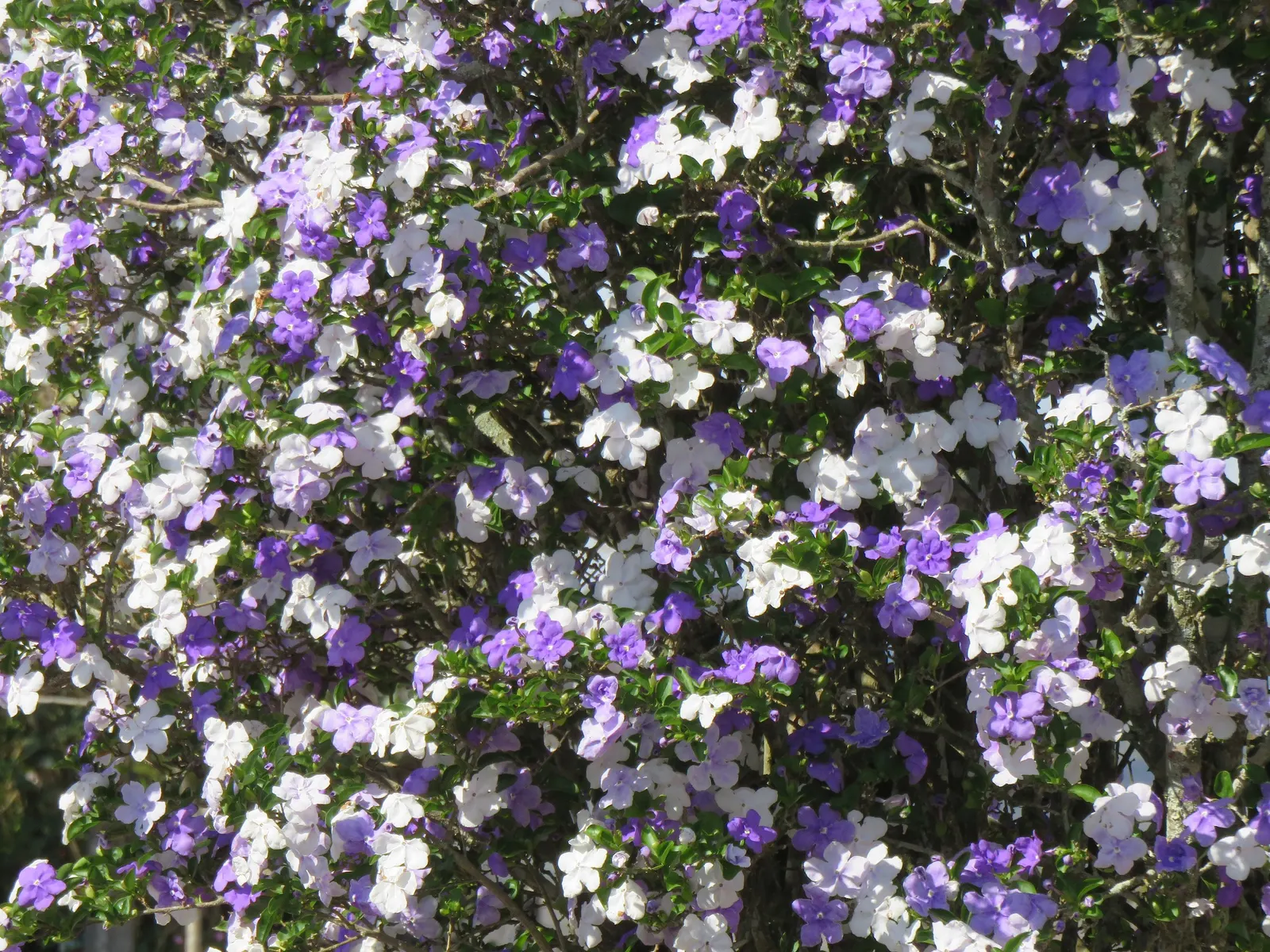 Yesterday-Today-And-Tomorrow (Brunfelsia Pauciflora) — then maturing to a softer lavender; however, caution is advised to prevent waterlogging, image 58