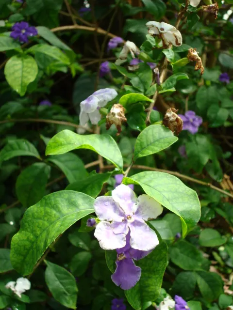 Yesterday-Today-And-Tomorrow (Brunfelsia Pauciflora) — and finally aging to a pristine white; famed for its trio of fragrant blooms that change, image 59