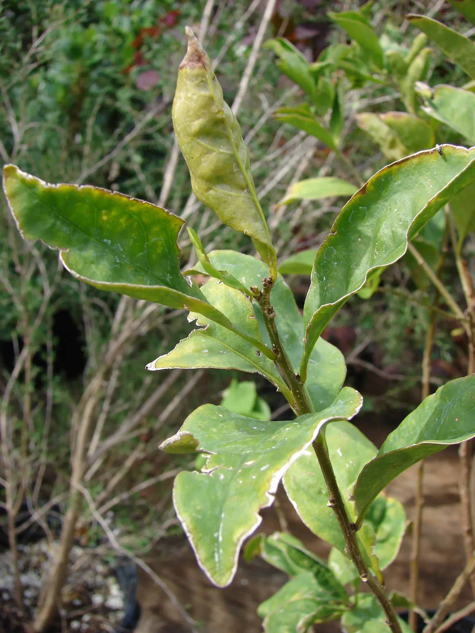 Yesterday-Today-And-Tomorrow (Brunfelsia Pauciflora) — then maturing to a softer lavender; however, caution is advised to prevent waterlogging, image 106
