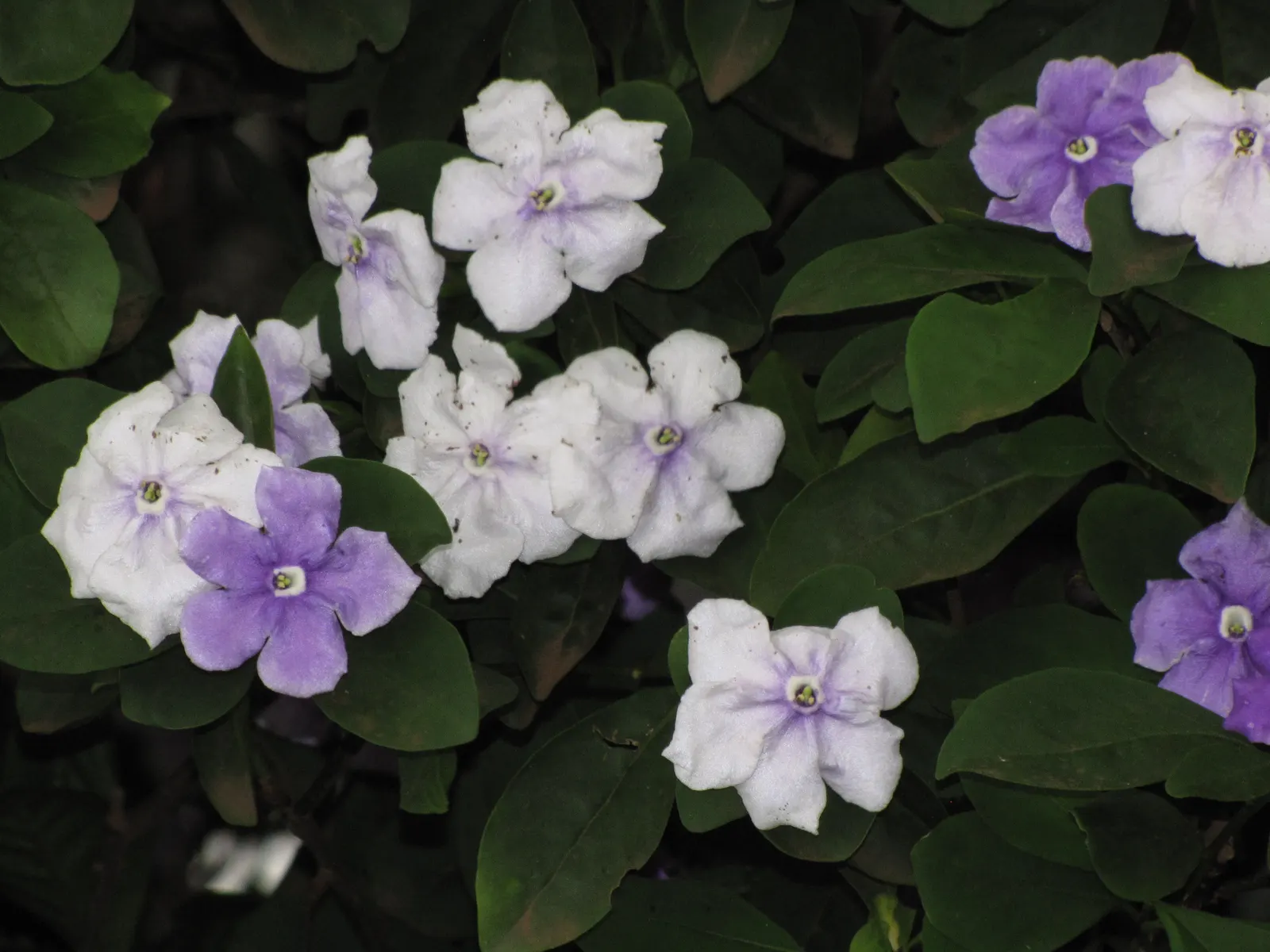 Yesterday-Today-And-Tomorrow (Brunfelsia Pauciflora) — particularly during the warmer months of the growing season; reaching up to 8 feet tall and, image 66