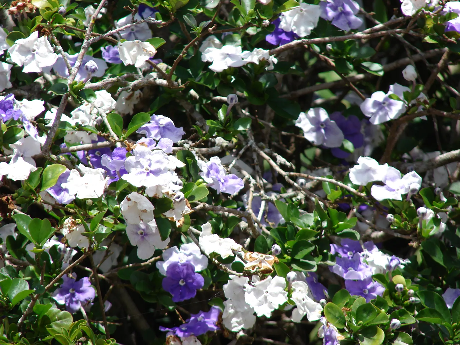 Yesterday-Today-And-Tomorrow (Brunfelsia Pauciflora) — Plant in fertile, well-drained soil and water moderately; the Yesterday-Today-and-Tomorrow, image 52