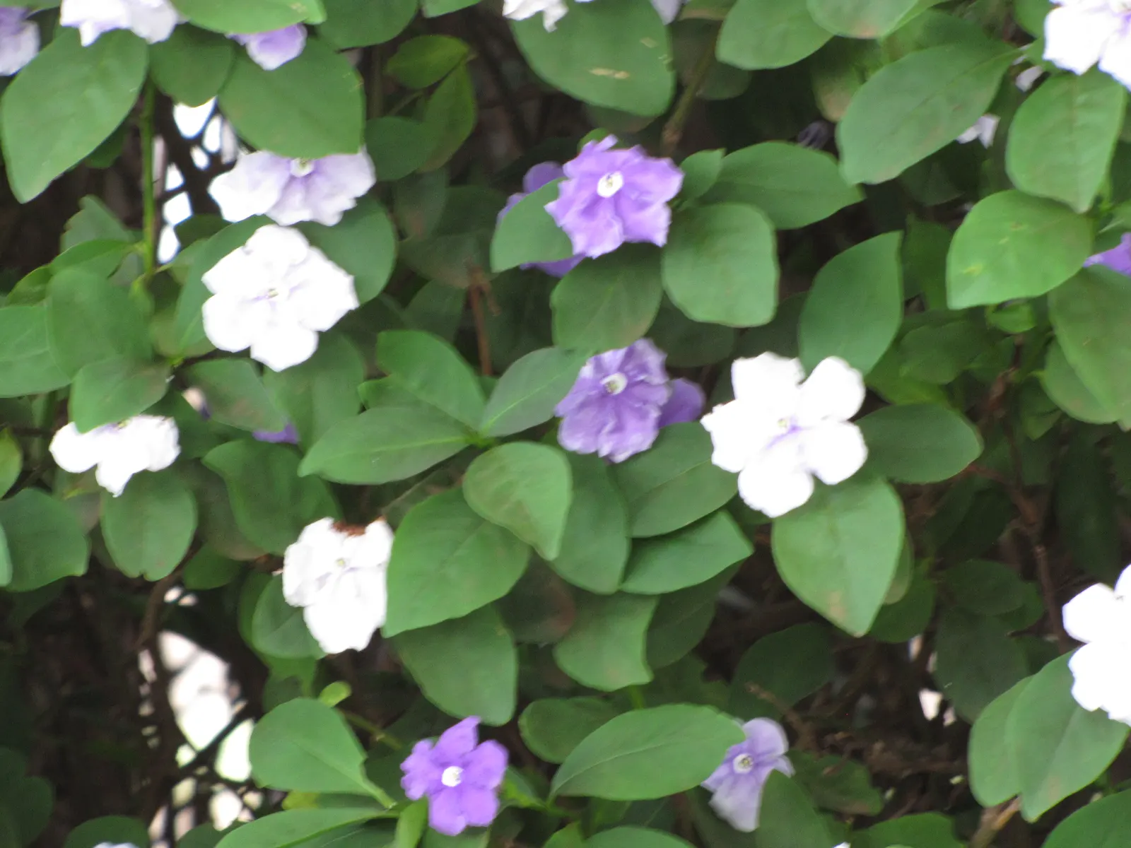 Yesterday-Today-And-Tomorrow (Brunfelsia Pauciflora) — The Yesterday-Today-and-Tomorrow (Brunfelsia pauciflora) is a captivating evergreen shrub, image 73