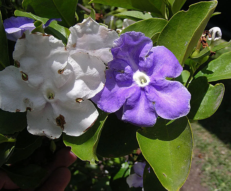 Yesterday-Today-And-Tomorrow (Brunfelsia Pauciflora) — Ideal for borders or as a focal point in warm-climate gardens; creating an ongoing visual, image 53