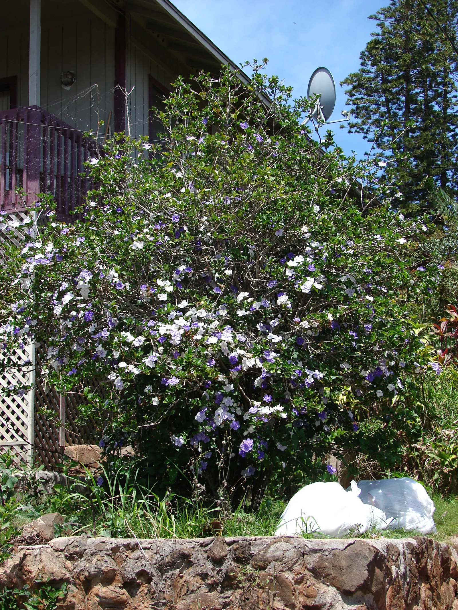 Yesterday-Today-And-Tomorrow (Brunfelsia Pauciflora) — initially unfurling a deep violet hue; echoing the passage of time, image 81