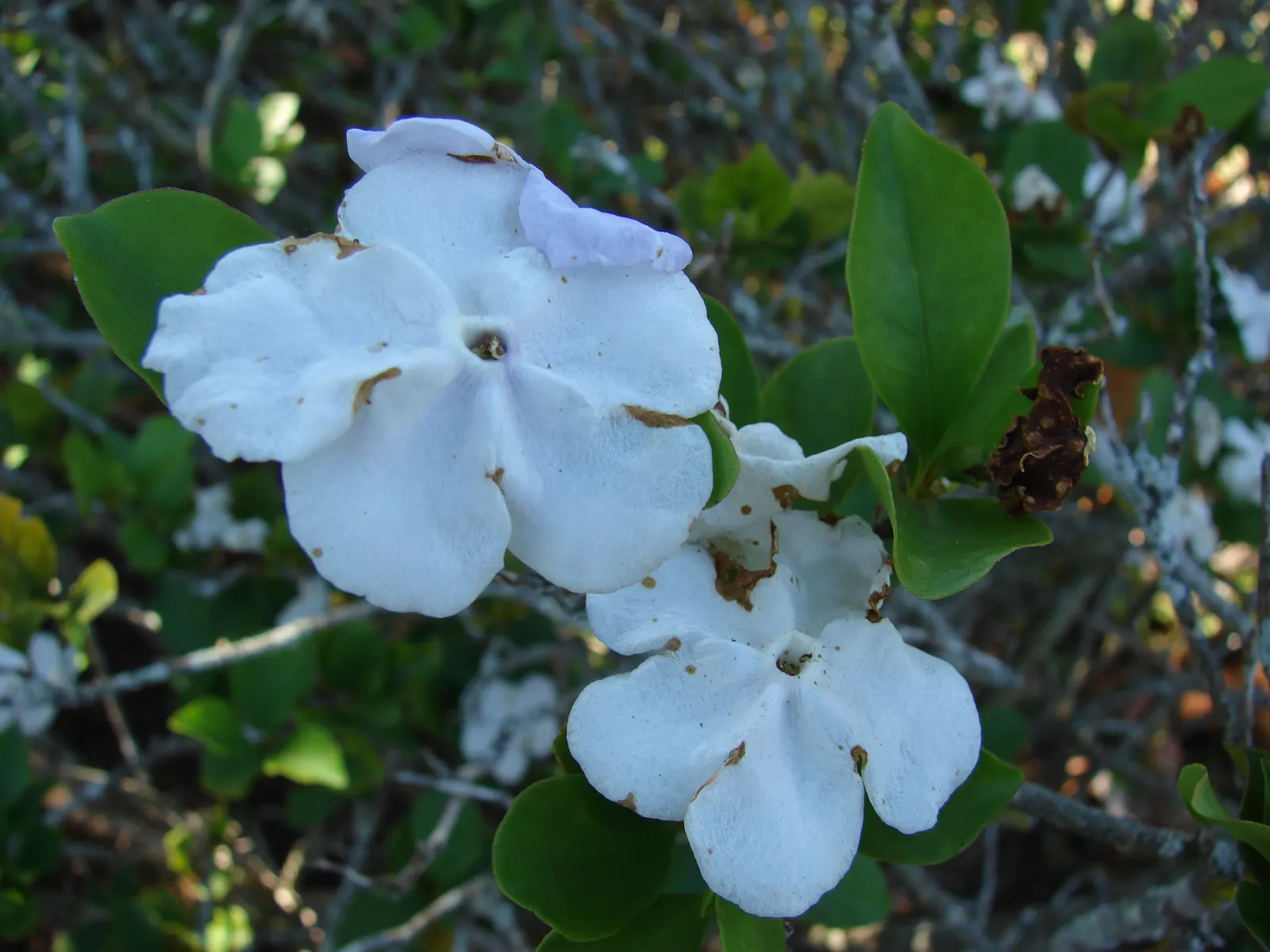 Yesterday-Today-And-Tomorrow (Brunfelsia Pauciflora) — inspires its poetic name.<br><br>Hardy in USDA zones 9 to 12; intense sunlight may scorch its delicate