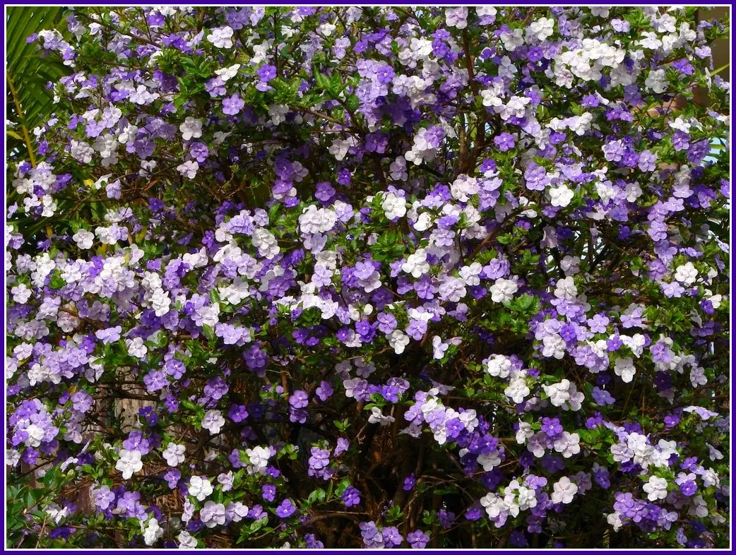 Yesterday-Today-And-Tomorrow (Brunfelsia Pauciflora) — famed for its trio of fragrant blooms that change color‚Äîpurple (yesterday); and finally, image 98