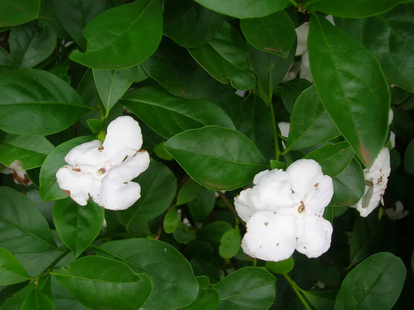 Yesterday-Today-And-Tomorrow (Brunfelsia Pauciflora) — this shrub reaches a prolific size of approximately 4 to 8 feet in height and spreads around 4 to 6