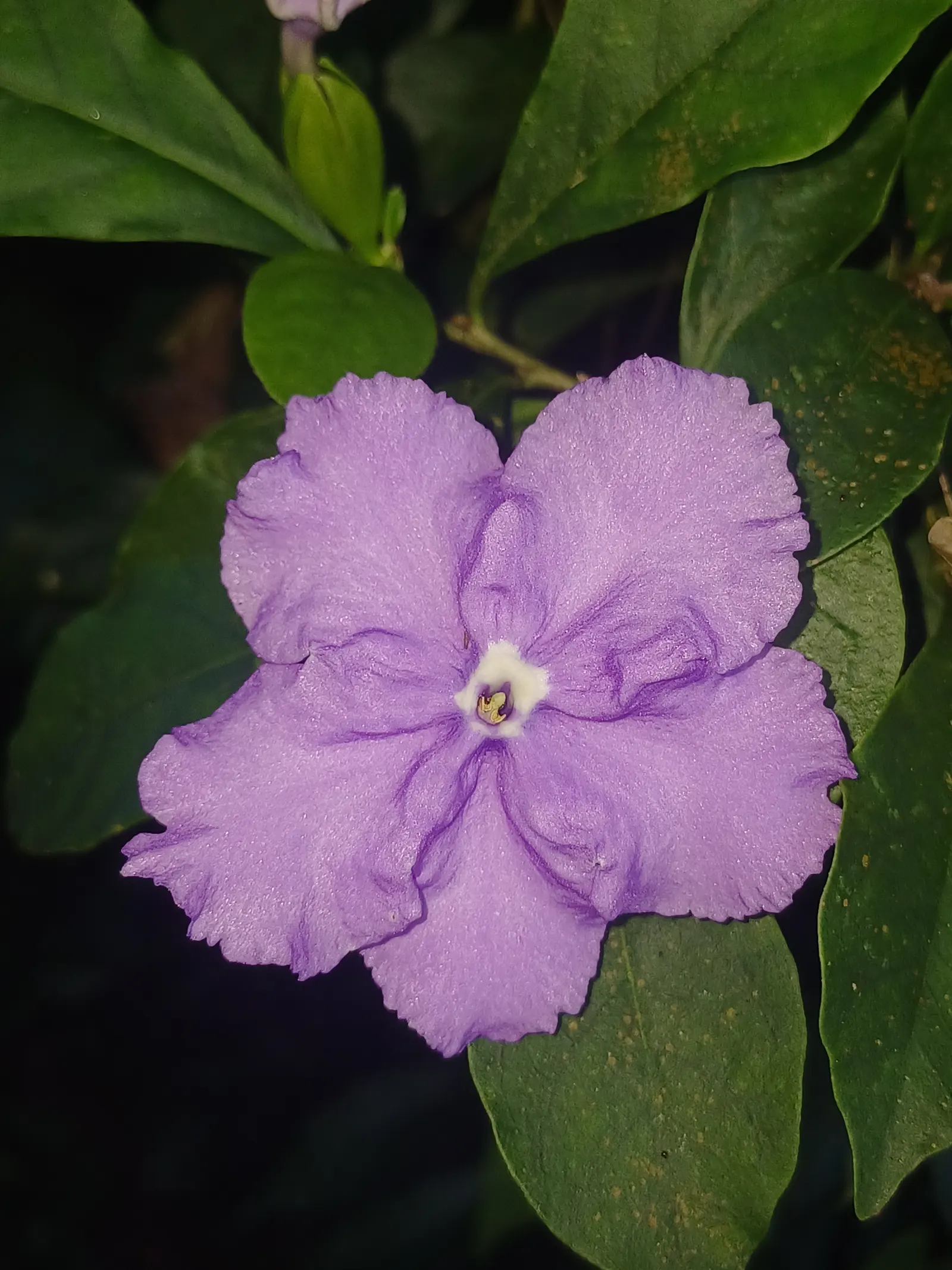 Yesterday-Today-And-Tomorrow (Brunfelsia Pauciflora) — creating an ongoing visual delight for the discerning gardener; ideal for borders or as a, image 104