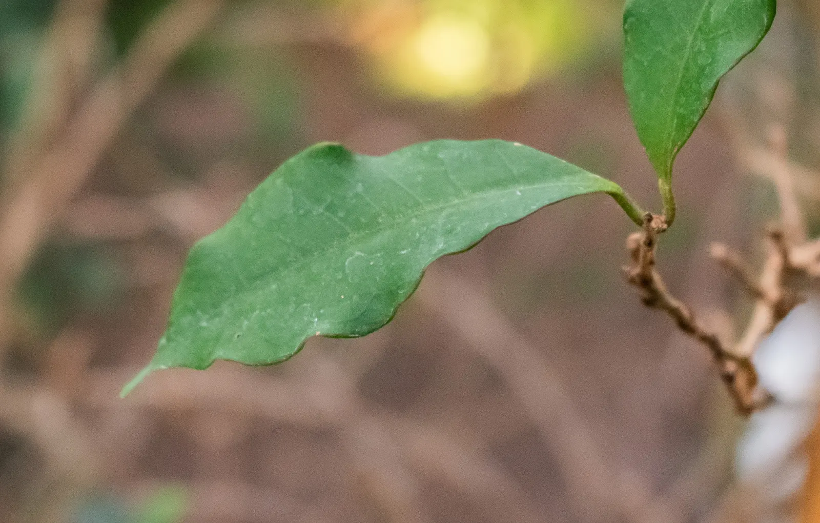 Yesterday-Today-And-Tomorrow (Brunfelsia Pauciflora) — The Yesterday-Today-and-Tomorrow (Brunfelsia pauciflora) is a captivating evergreen shrub, image 121