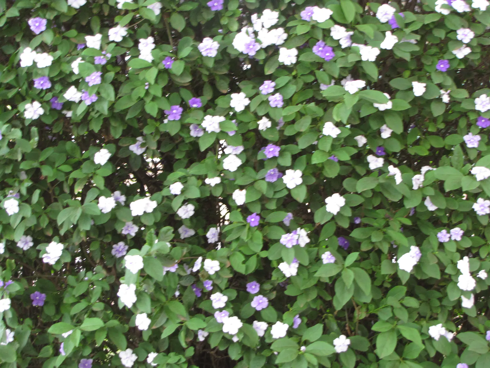 Yesterday-Today-And-Tomorrow (Brunfelsia Pauciflora) — slow-release fertilizer may be applied in spring and midsummer to sustain its nutritional, image 92