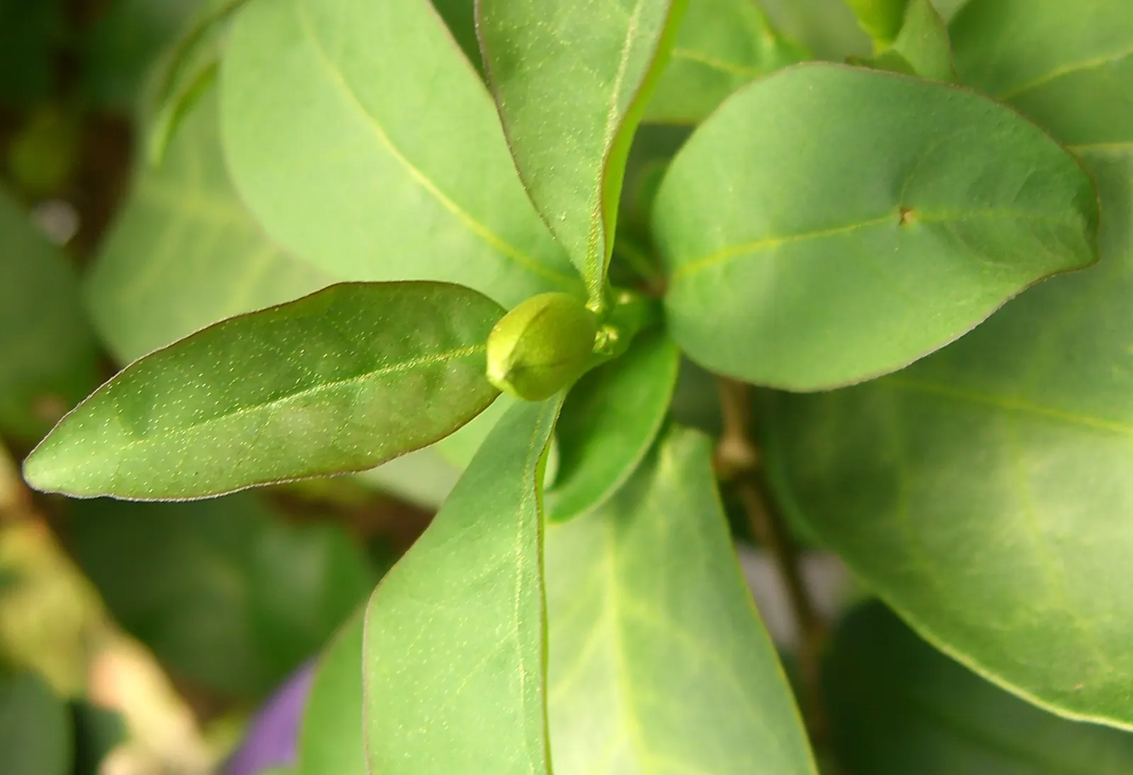 Yesterday-Today-And-Tomorrow (Brunfelsia Pauciflora) — then maturing to a softer lavender; however, caution is advised to prevent waterlogging