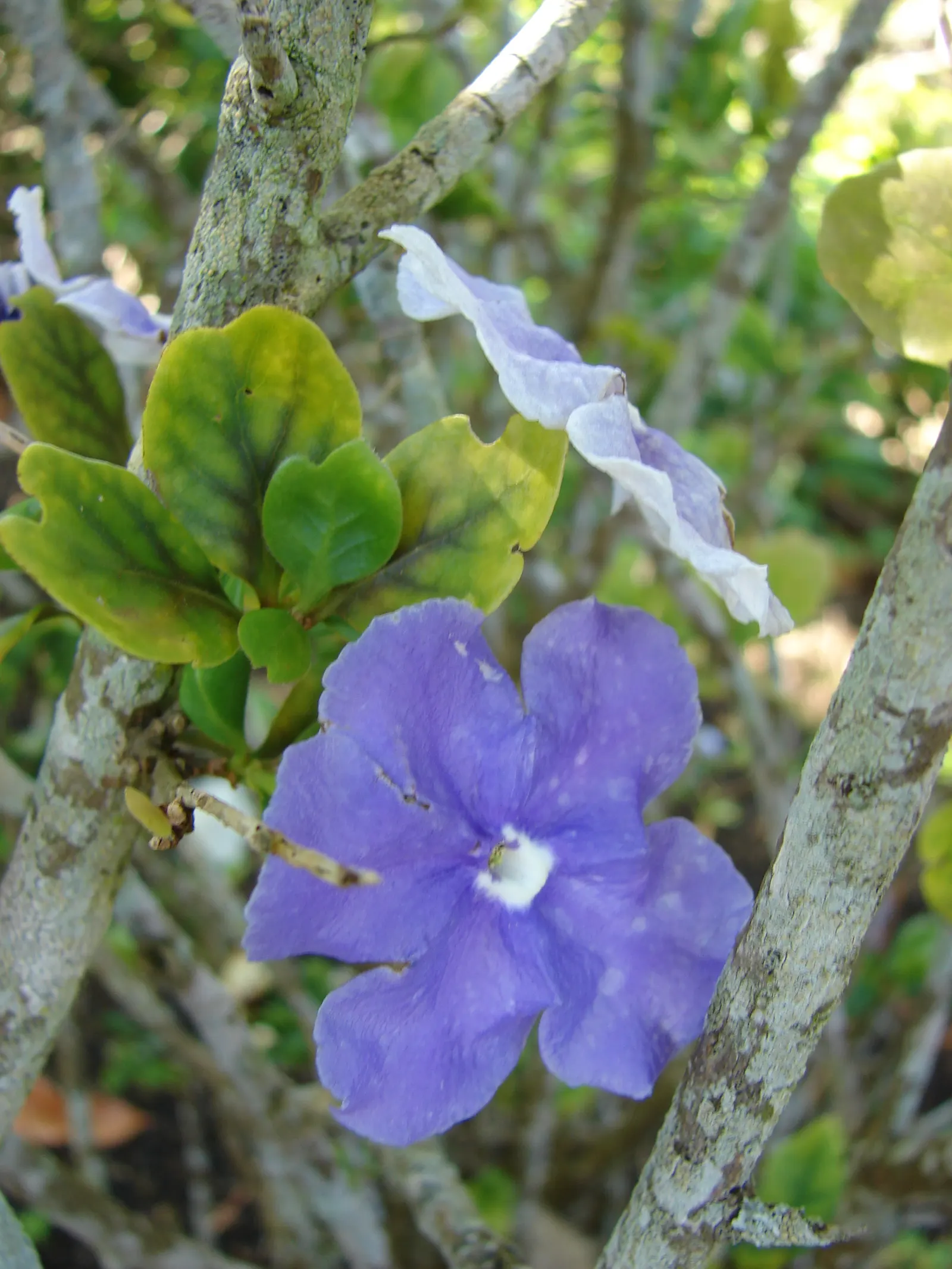 Yesterday-Today-And-Tomorrow (Brunfelsia Pauciflora) — particularly during the warmer months of the growing season
