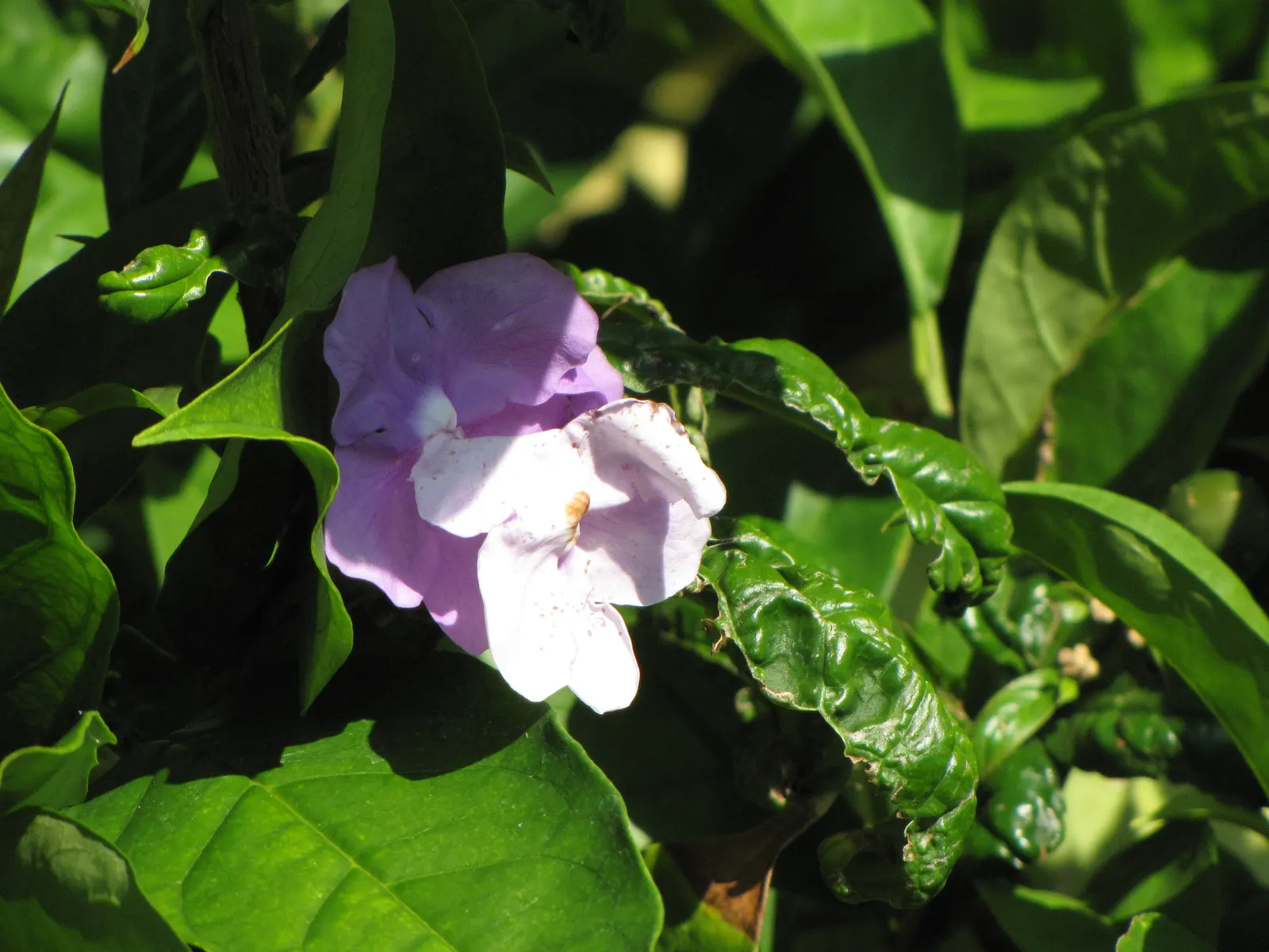 Yesterday-Today-And-Tomorrow (Brunfelsia Pauciflora) — Ideal for borders or as a focal point in warm-climate gardens; creating an ongoing visual delight for