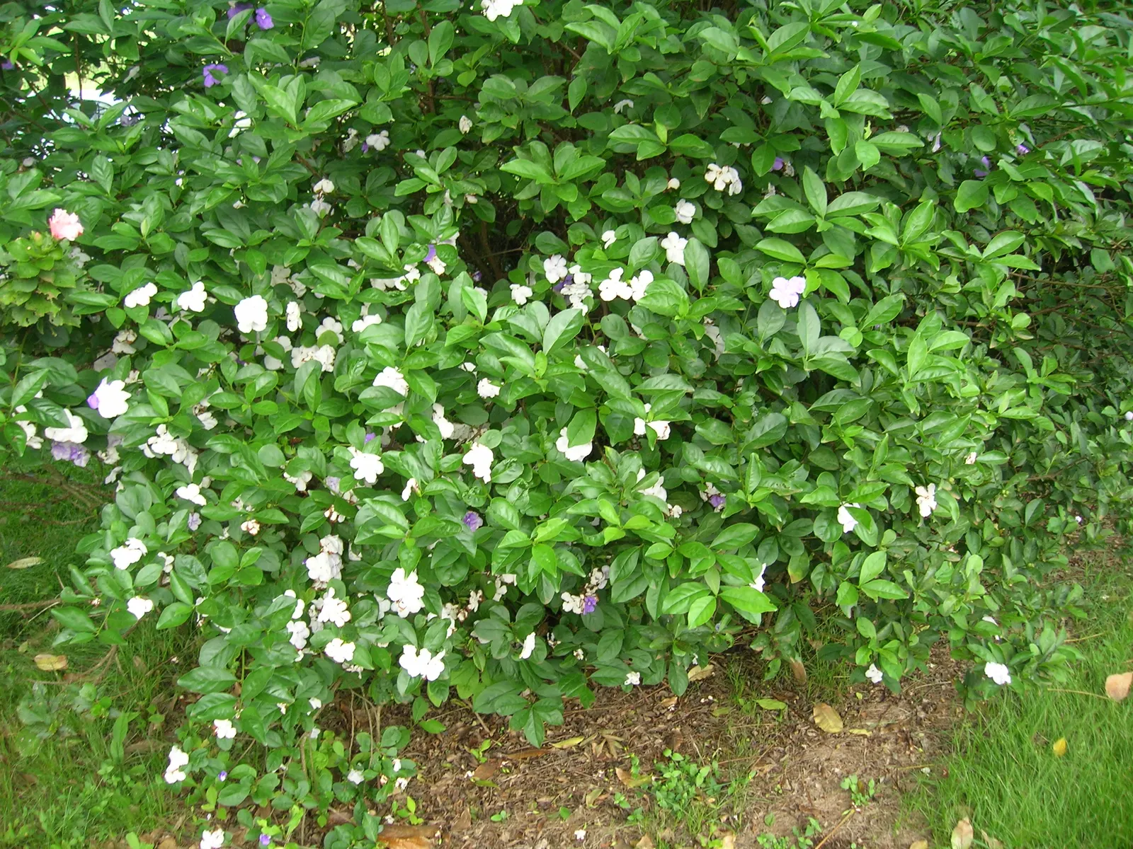 Yesterday-Today-And-Tomorrow (Brunfelsia Pauciflora) — multi-colored and violet flowers in the garden