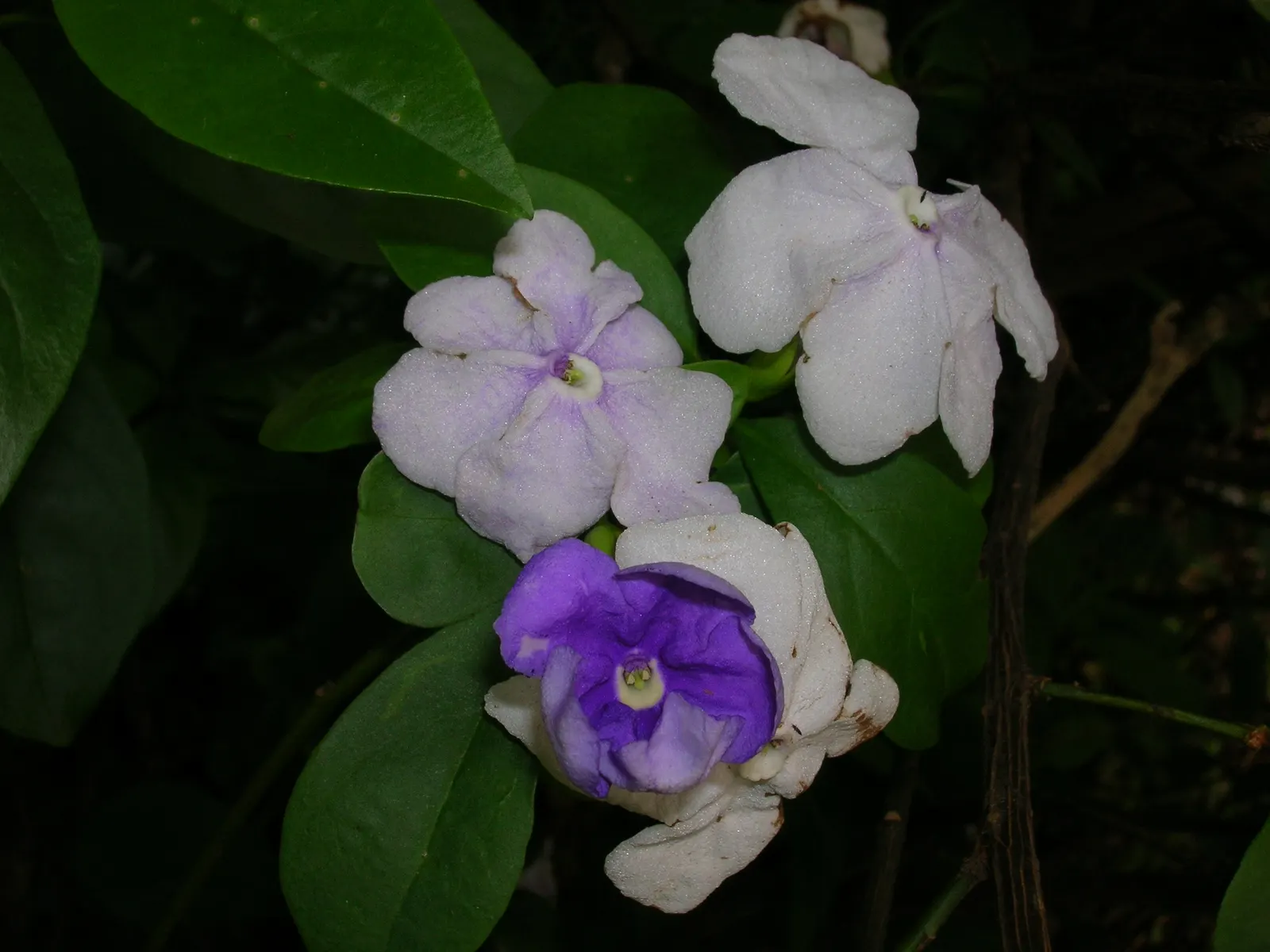 Yesterday-Today-And-Tomorrow (Brunfelsia Pauciflora) — lends an ever-changing palette of colors to the landscape