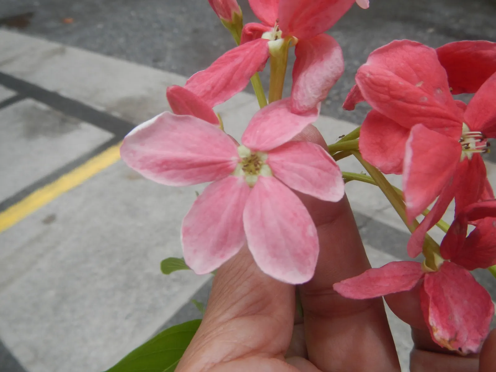 Yesterday-Today-And-Tomorrow (Brunfelsia Pauciflora) — shrub with multi-colored and violet blooms; the Brunfelsia pauciflora thrives best when, image 95