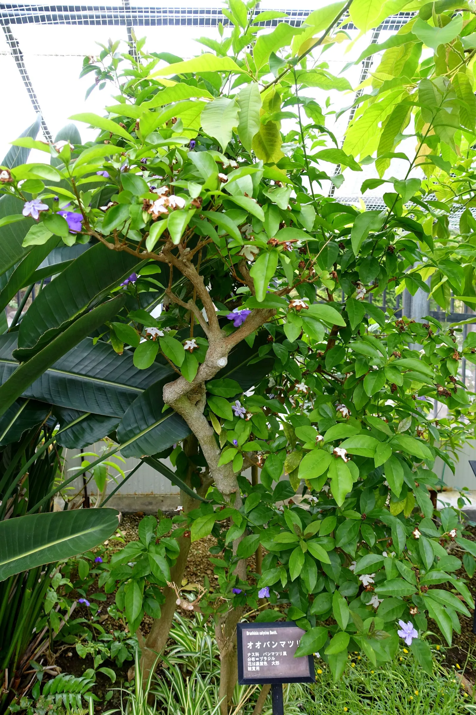 Yesterday-Today-And-Tomorrow (Brunfelsia Pauciflora) — intense sunlight may scorch its delicate flowers; inspires its poetic name.<br><br>Hardy in, image 64
