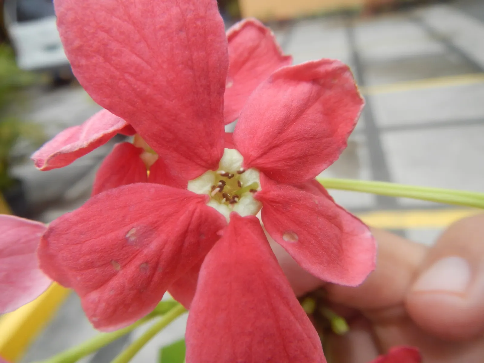 Yesterday-Today-And-Tomorrow (Brunfelsia Pauciflora) — famed for its trio of fragrant blooms that change color‚Äîpurple (yesterday); and finally aging to a