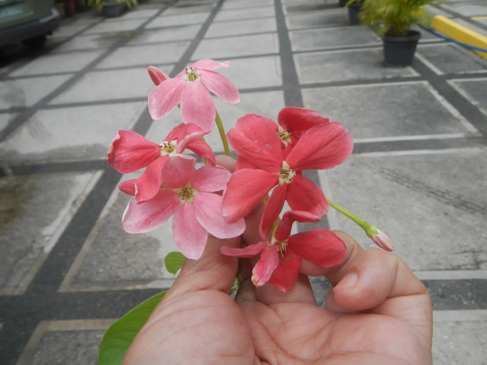 Yesterday-Today-And-Tomorrow (Brunfelsia Pauciflora) — shrub for half or shade