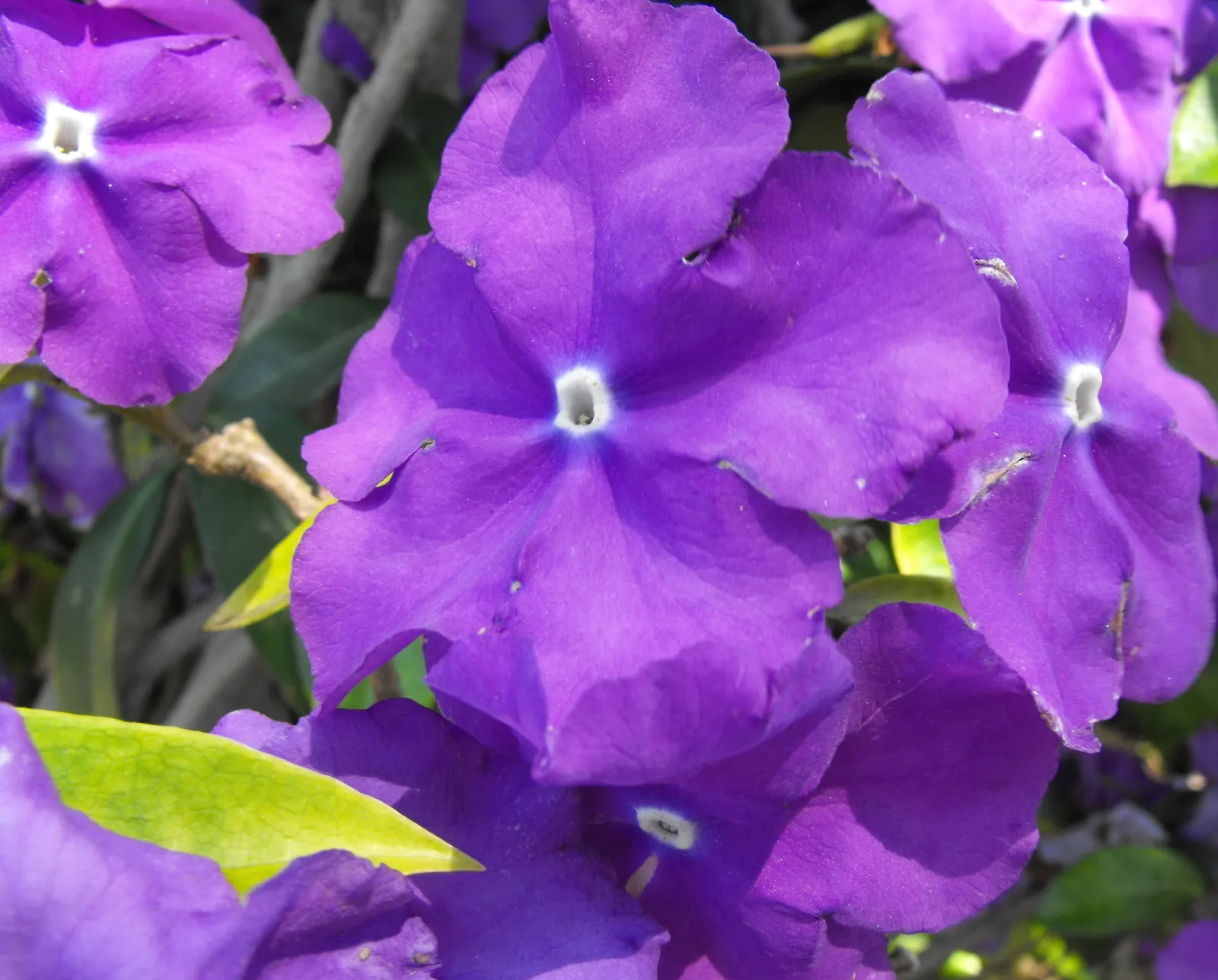 Yesterday-Today-And-Tomorrow (Brunfelsia Pauciflora) — multi-colored and violet flowers in the garden; lends an ever-changing palette of colors to, image 94