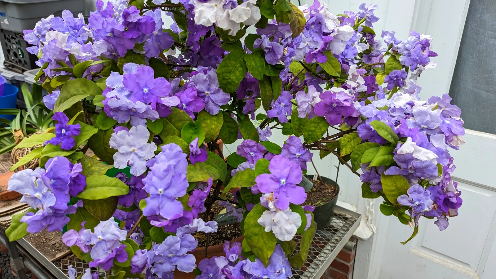 Yesterday-Today-And-Tomorrow (Brunfelsia Pauciflora) — multi-colored and violet flowers in the garden; lends an ever-changing palette of colors to the landscape