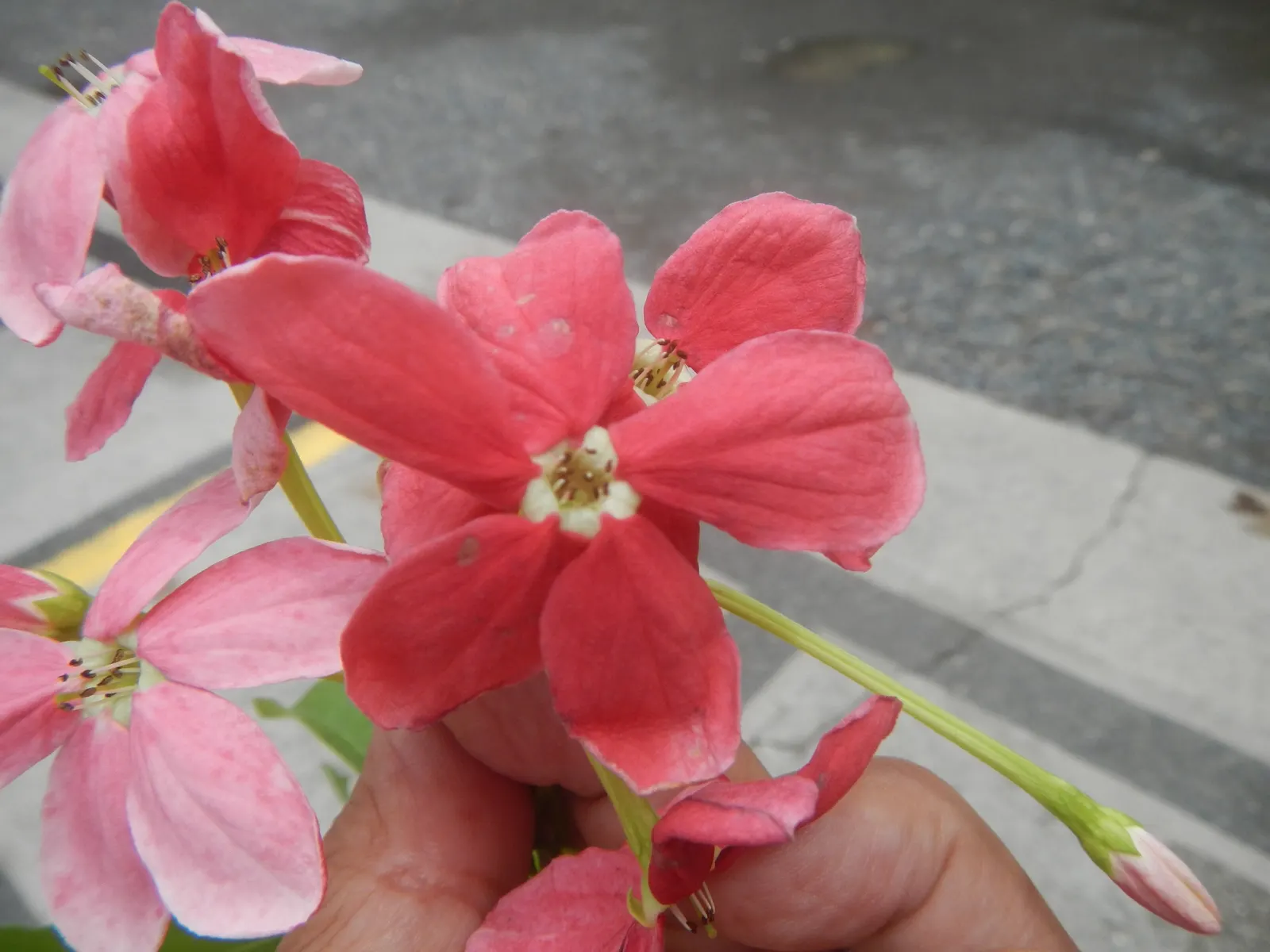 Yesterday-Today-And-Tomorrow (Brunfelsia Pauciflora) — then maturing to a softer lavender