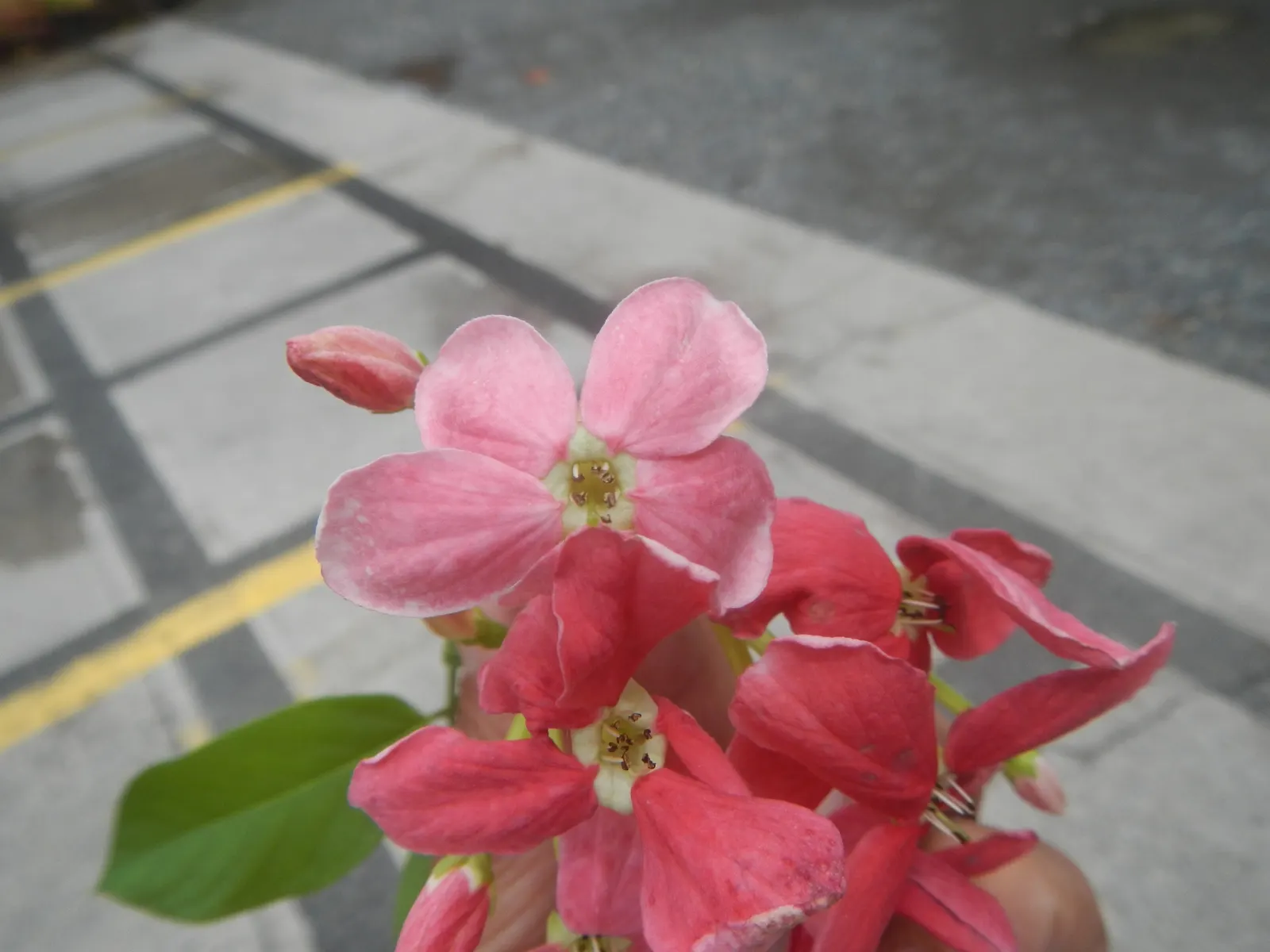 Yesterday-Today-And-Tomorrow (Brunfelsia Pauciflora) — lends an ever-changing palette of colors to the landscape; multi-colored and violet flowers, image 55