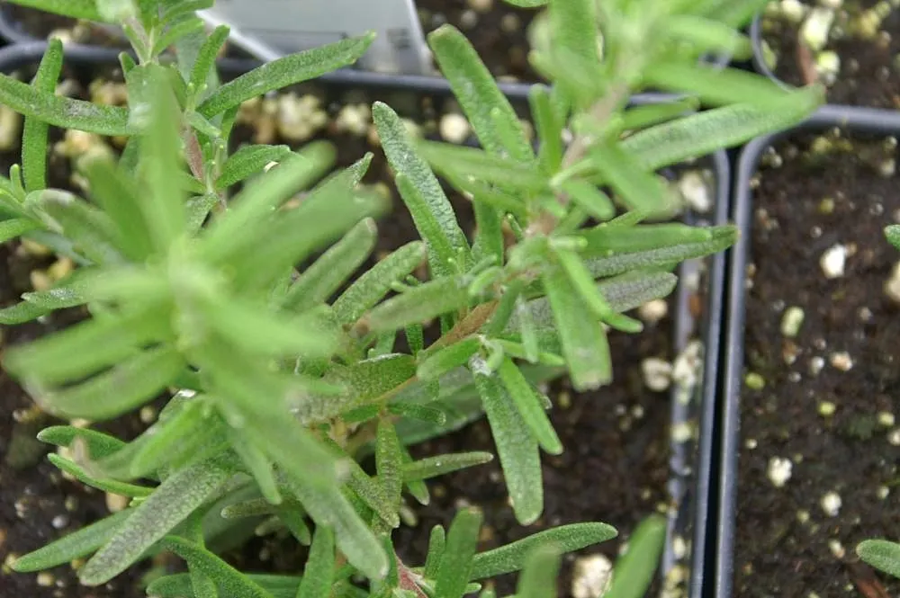 Blue Spires Rosemary (Rosmarinus Officinalis 'Blue Spires') — thriving in full sun and well-drained soil
