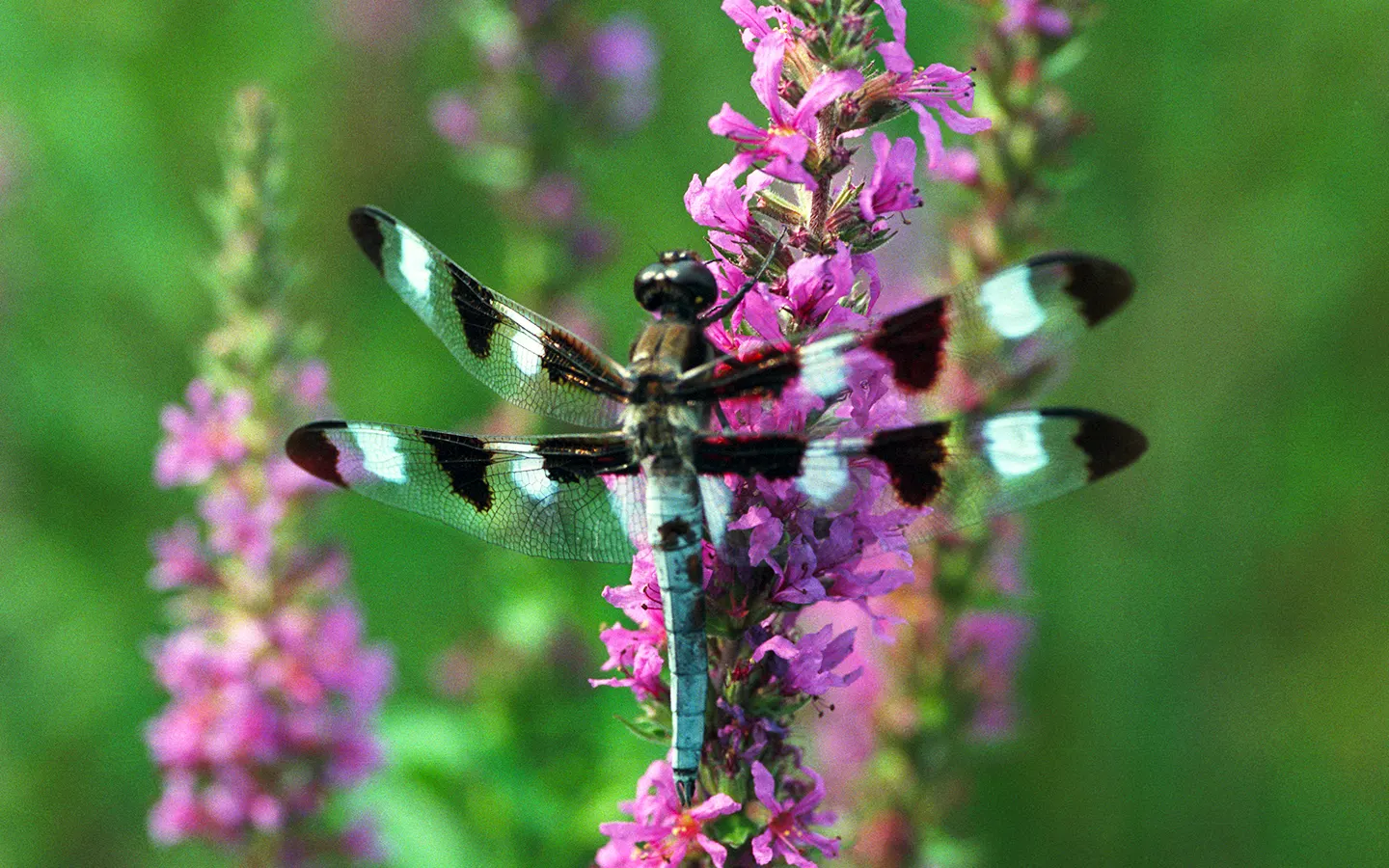 False Dragonhead, Obedient Plant (Physostegia Virginiana) — perennial with pink blooms; approximately 1 inch in length