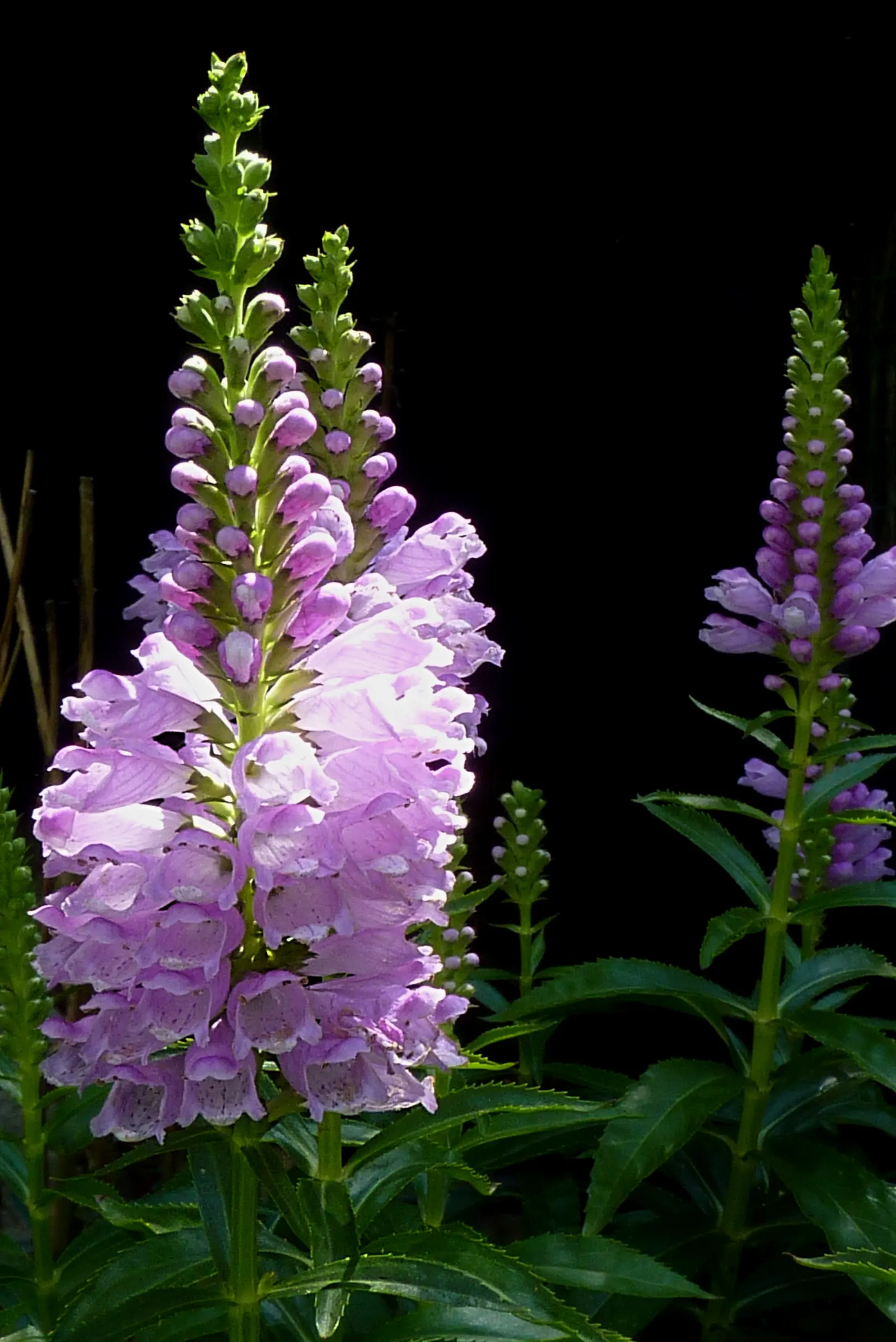 False Dragonhead, Obedient Plant (Physostegia Virginiana) — Its linear-lanceolate leaves stretch up to 5 inches long; although it can tolerate, image 53