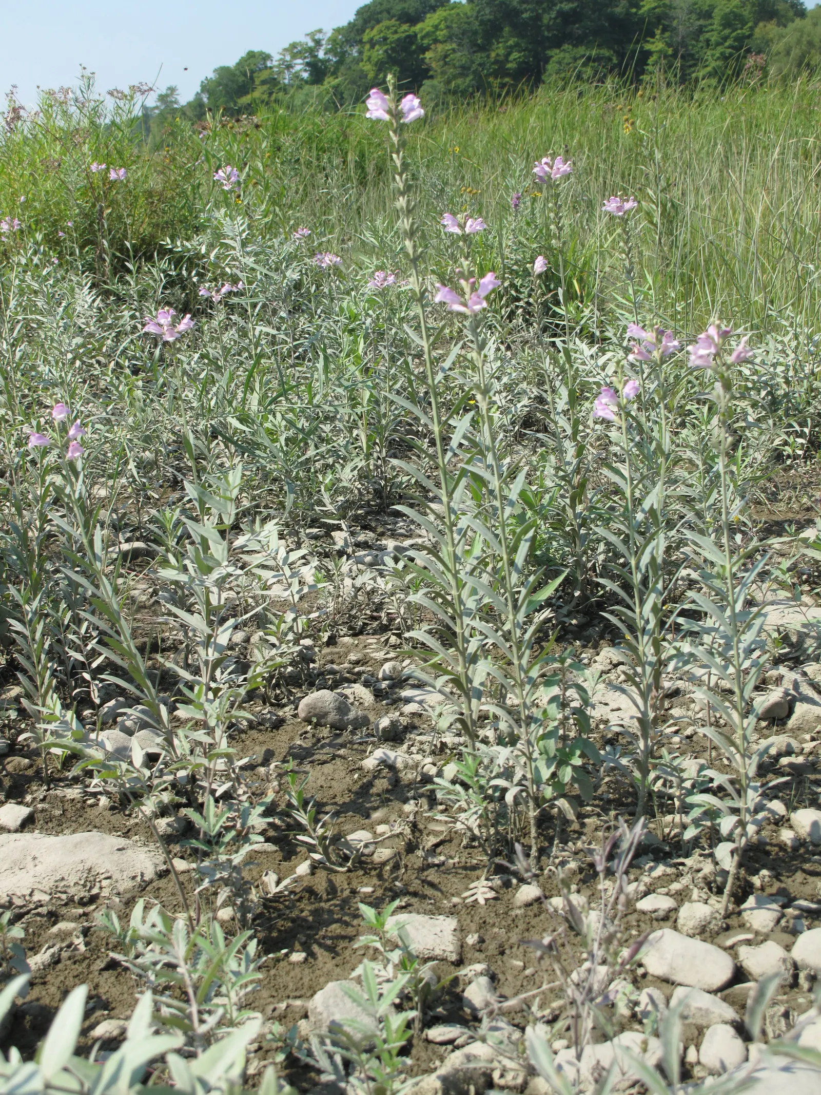 False Dragonhead, Obedient Plant (Physostegia Virginiana) — perennial with pink blooms