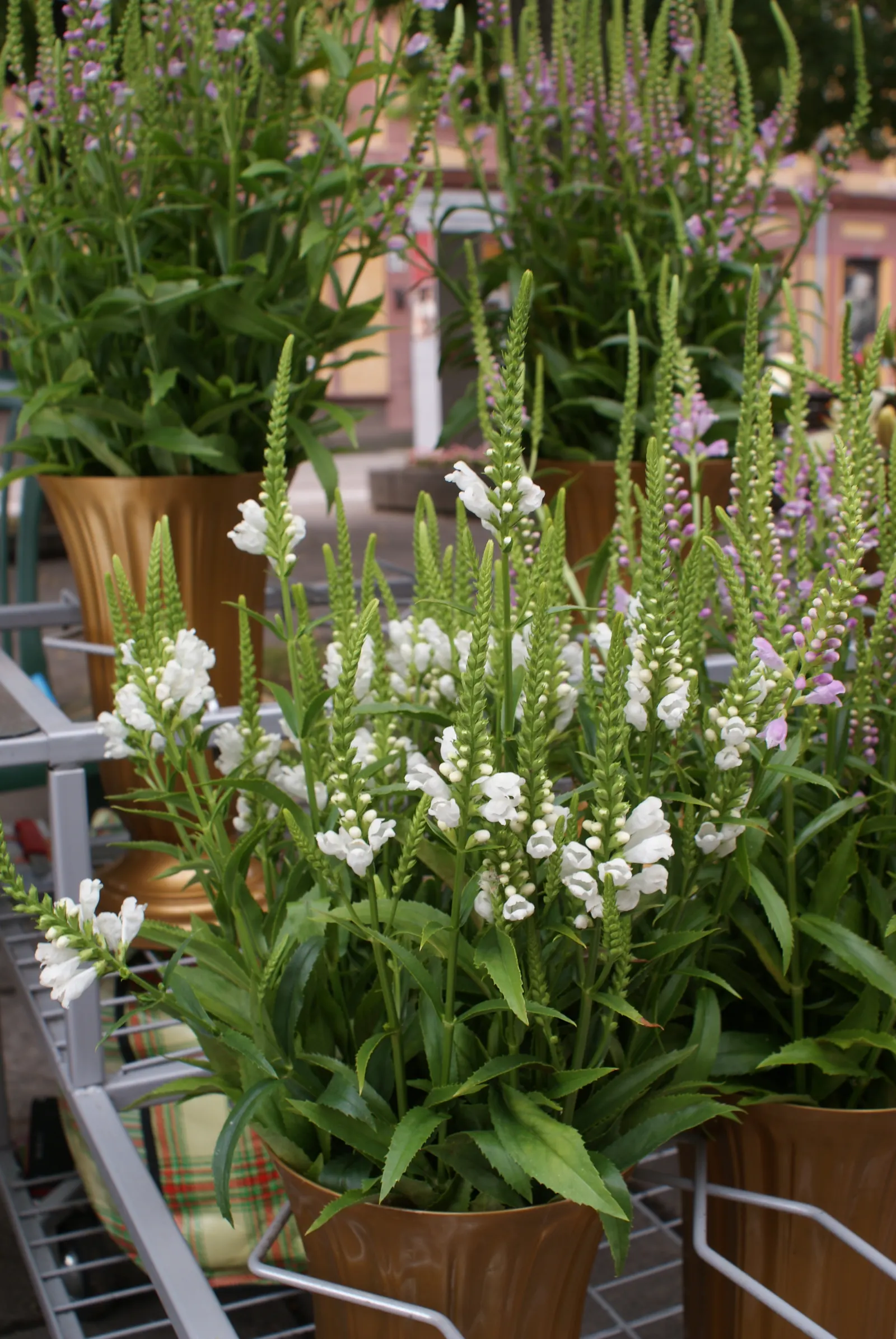 False Dragonhead, Obedient Plant (Physostegia Virginiana) — perennial for full or half or shade; when integrating it into a garden theme, image 66