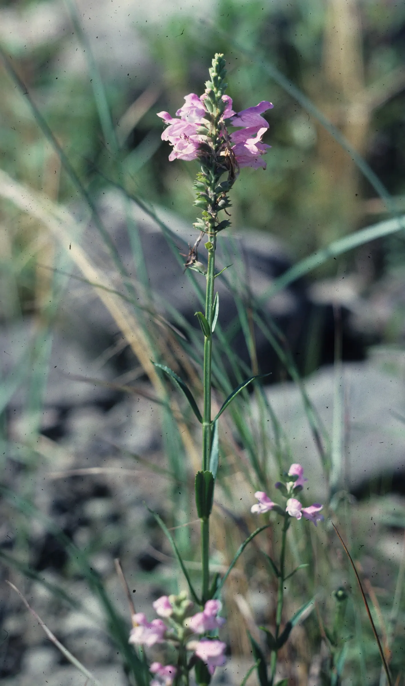 False Dragonhead, Obedient Plant (Physostegia Virginiana) — with peak blooming in August; fondly referred to as the False Dragonhead or Obedient Plant