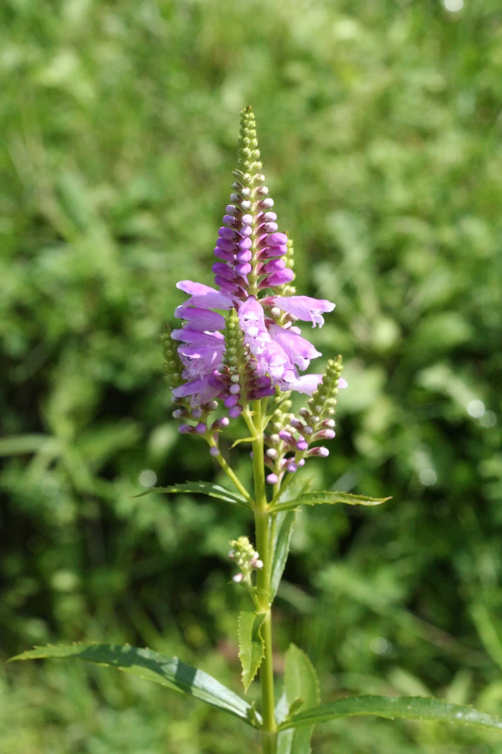 False Dragonhead, Obedient Plant (Physostegia Virginiana) — Despite its name, it can spread aggressively, so consider root barriers for containment; emanating