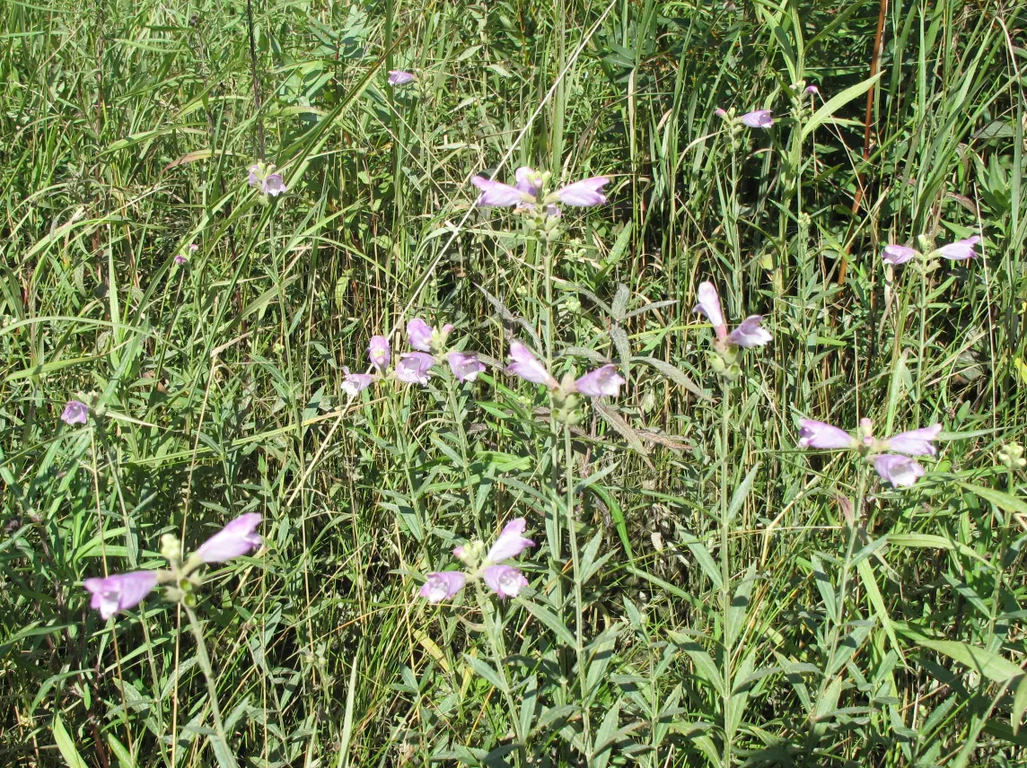 False Dragonhead, Obedient Plant (Physostegia Virginiana) — It thrives in full to partial sun exposure and prefers moist; with peak blooming in August