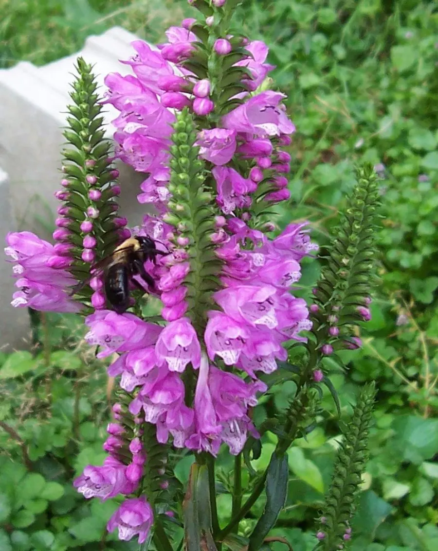 False Dragonhead, Obedient Plant (Physostegia Virginiana) — This North American native, growing robustly between 2 to 4 feet tall, boasts a spread, image 74