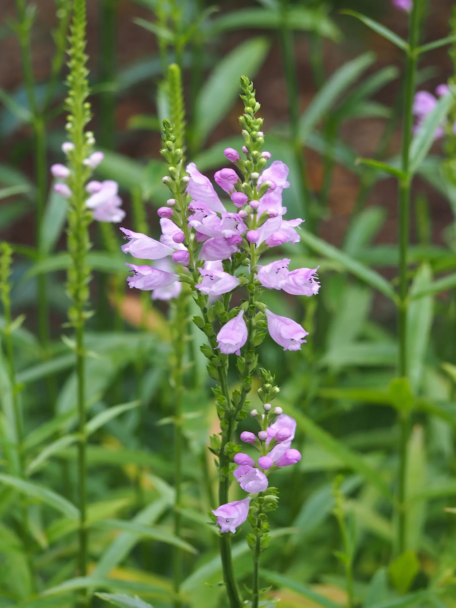 False Dragonhead, Obedient Plant (Physostegia Virginiana) — although it can tolerate periods of drought once established; perennial with pink blooms, image 82