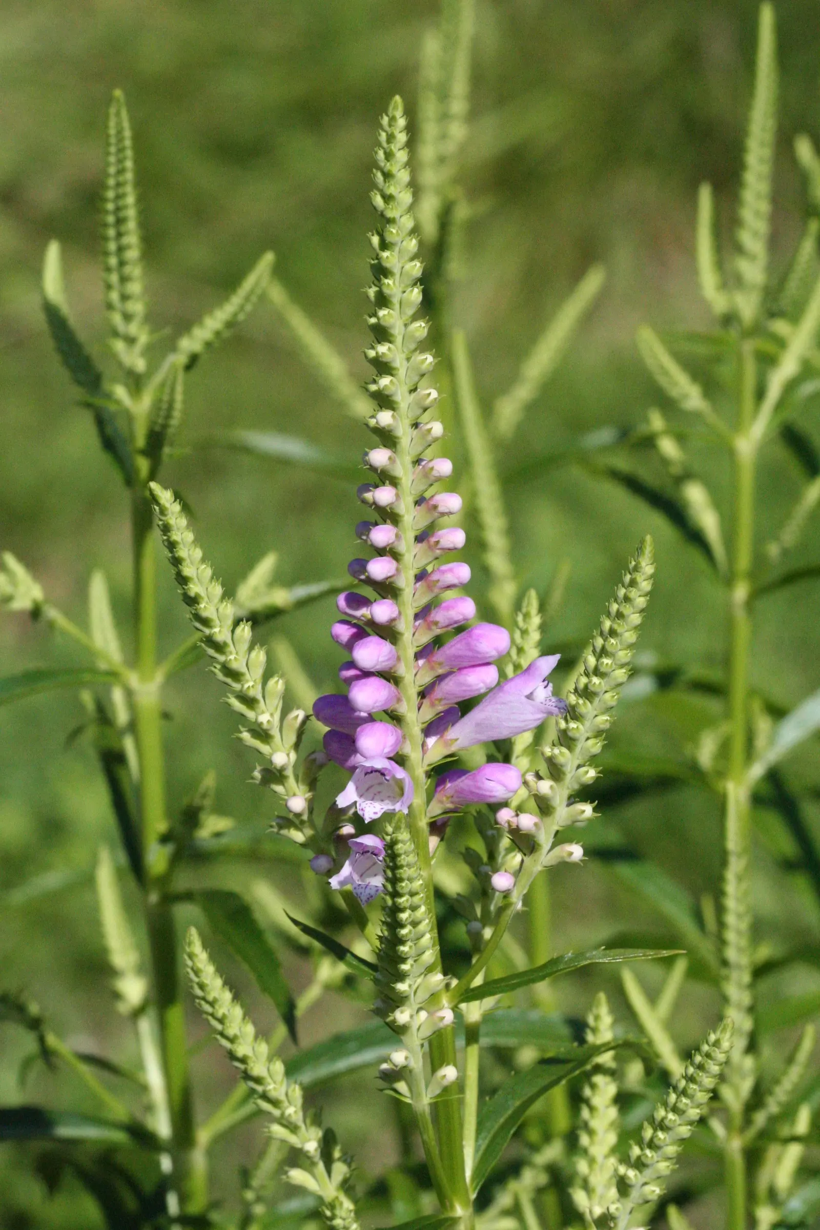 False Dragonhead, Obedient Plant (Physostegia Virginiana) — or Obedient Plant (Physostegia virginiana); thriving in zones 3-9, it prefers full sun to partial