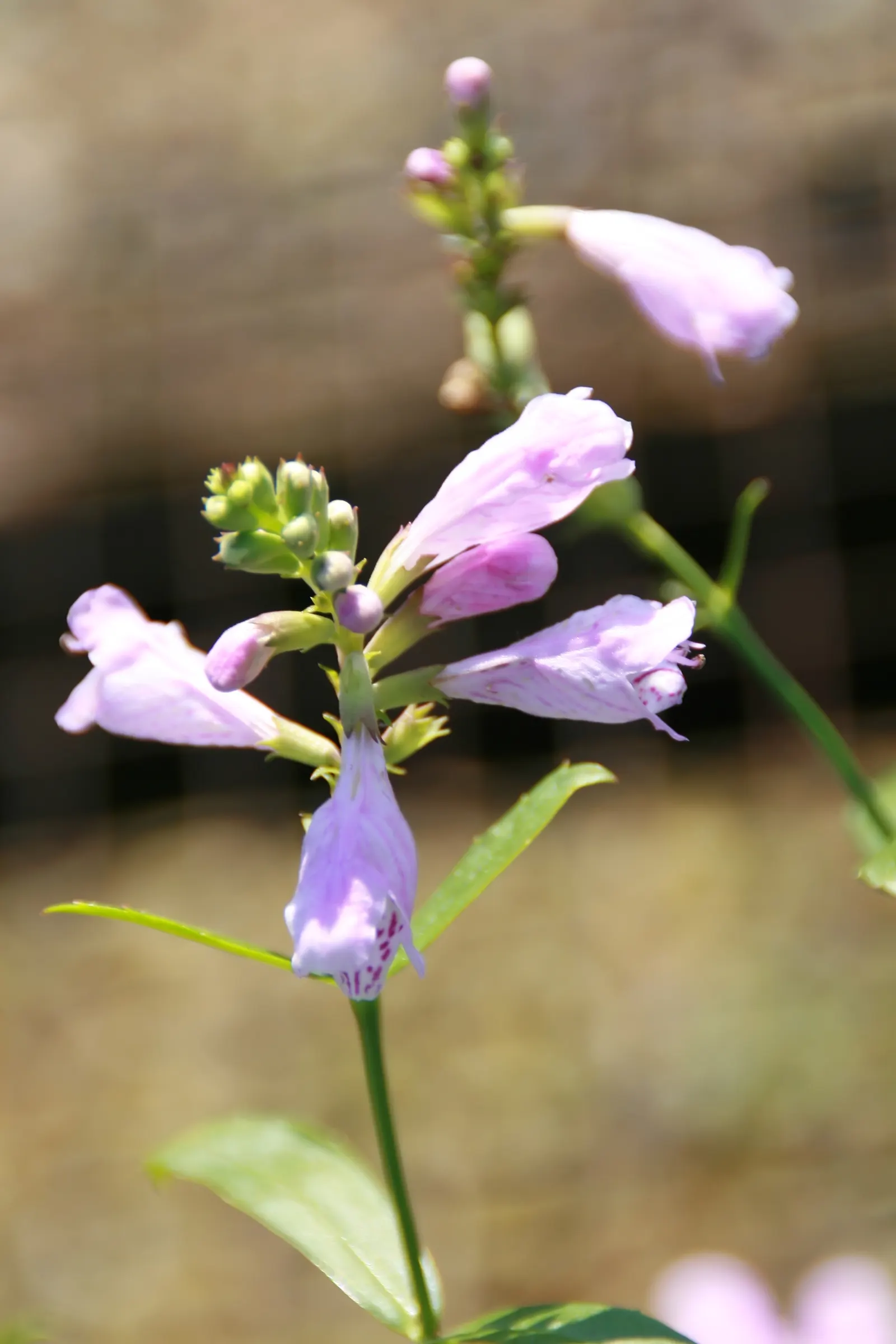 False Dragonhead, Obedient Plant (Physostegia Virginiana) — Thriving in zones 3-9, it prefers full sun to partial shade and moist, well-drained, image 48