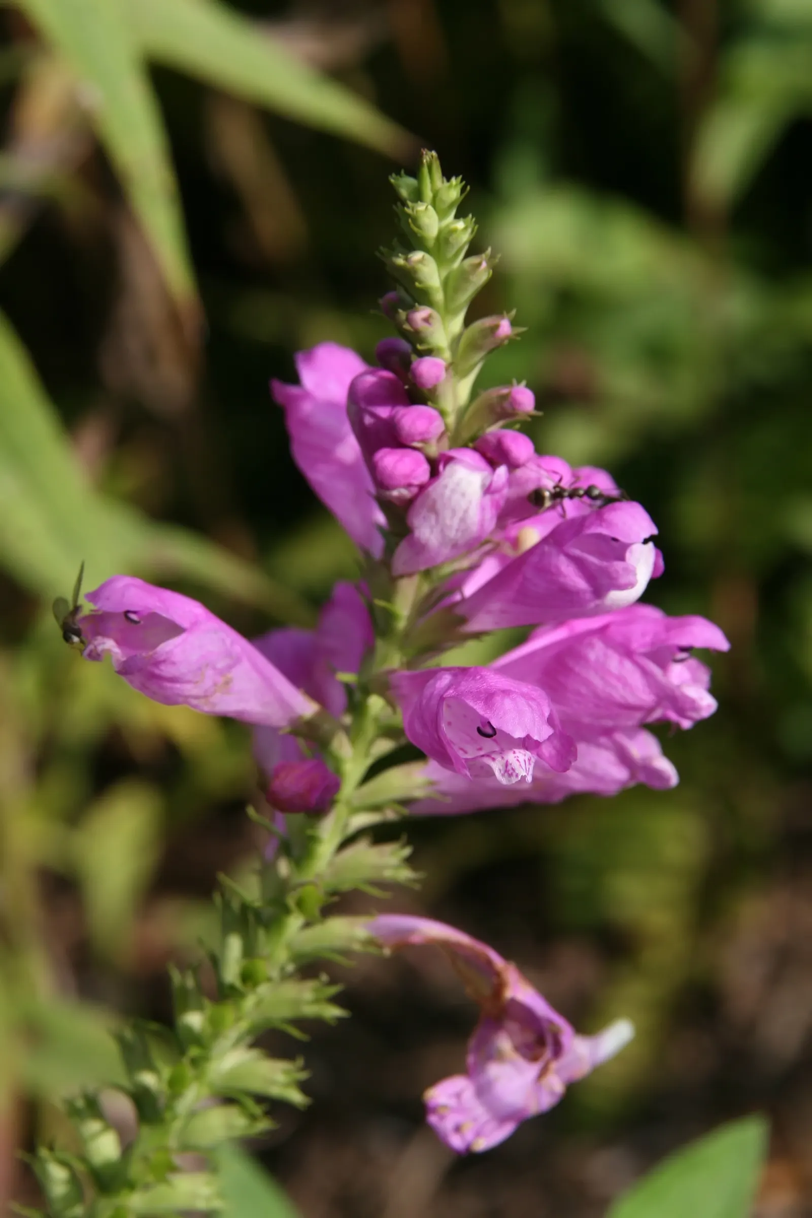 False Dragonhead, Obedient Plant (Physostegia Virginiana) — Despite its name, it can spread aggressively, so consider root barriers for, image 71