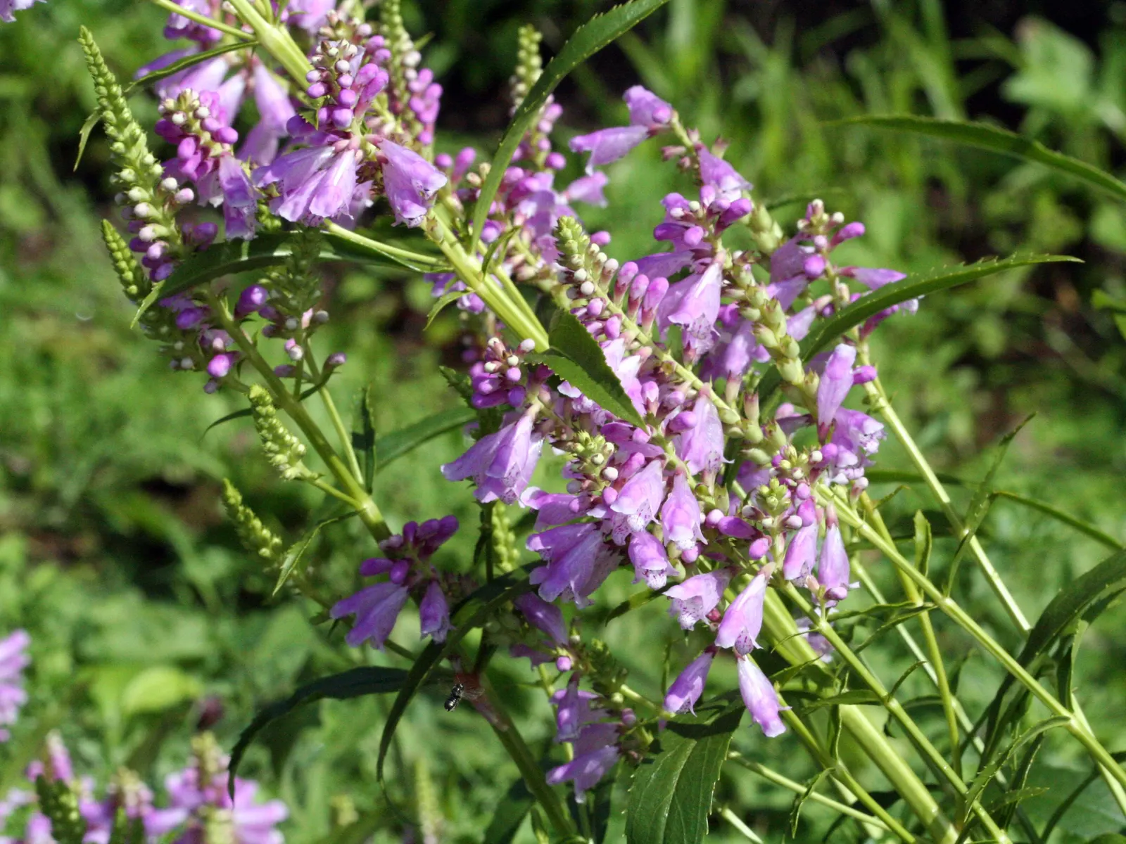 False Dragonhead, Obedient Plant (Physostegia Virginiana) — although it can tolerate periods of drought once established