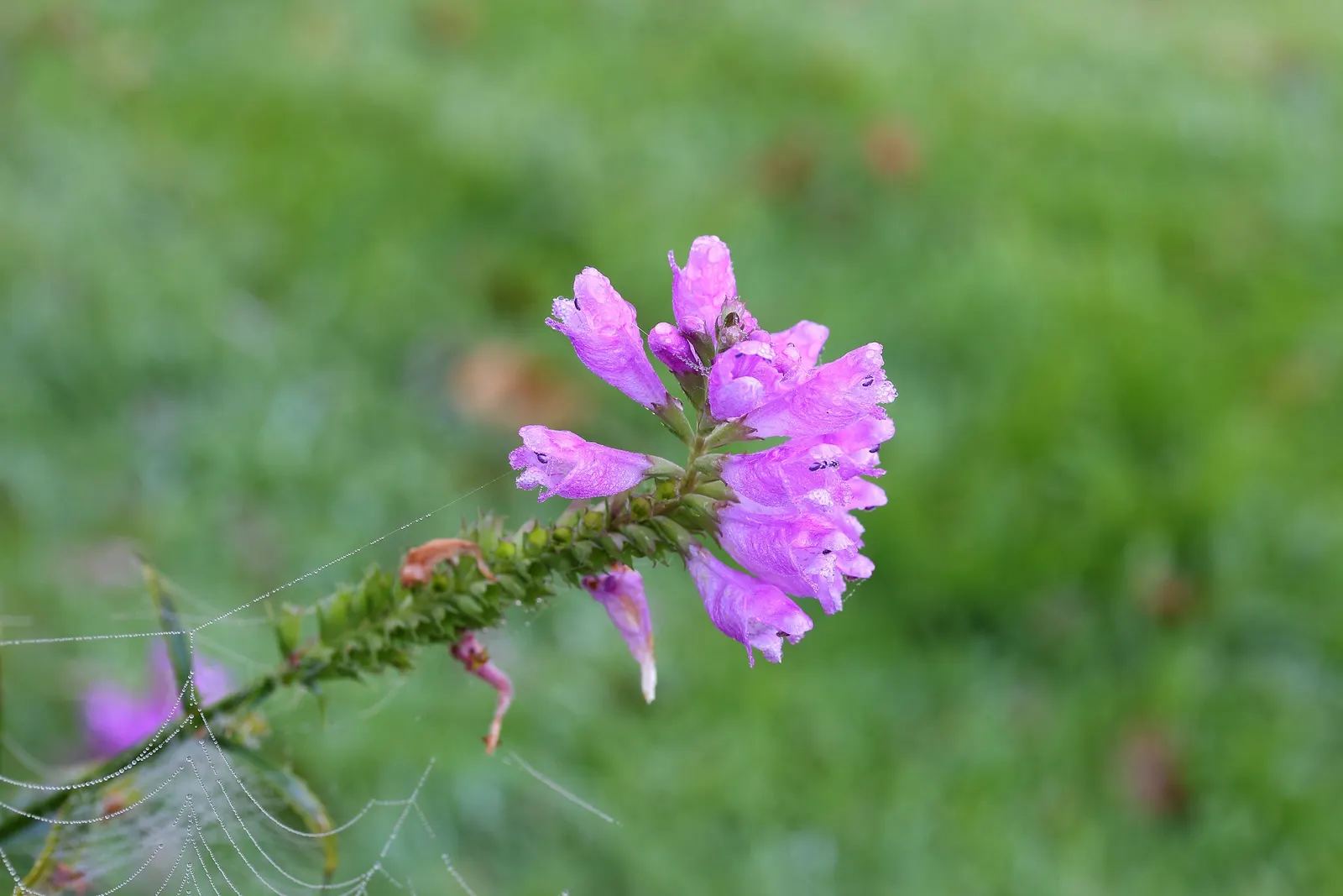 False Dragonhead, Obedient Plant (Physostegia Virginiana) — Thriving in zones 3-9, it prefers full sun to partial shade and moist, well-drained, image 70