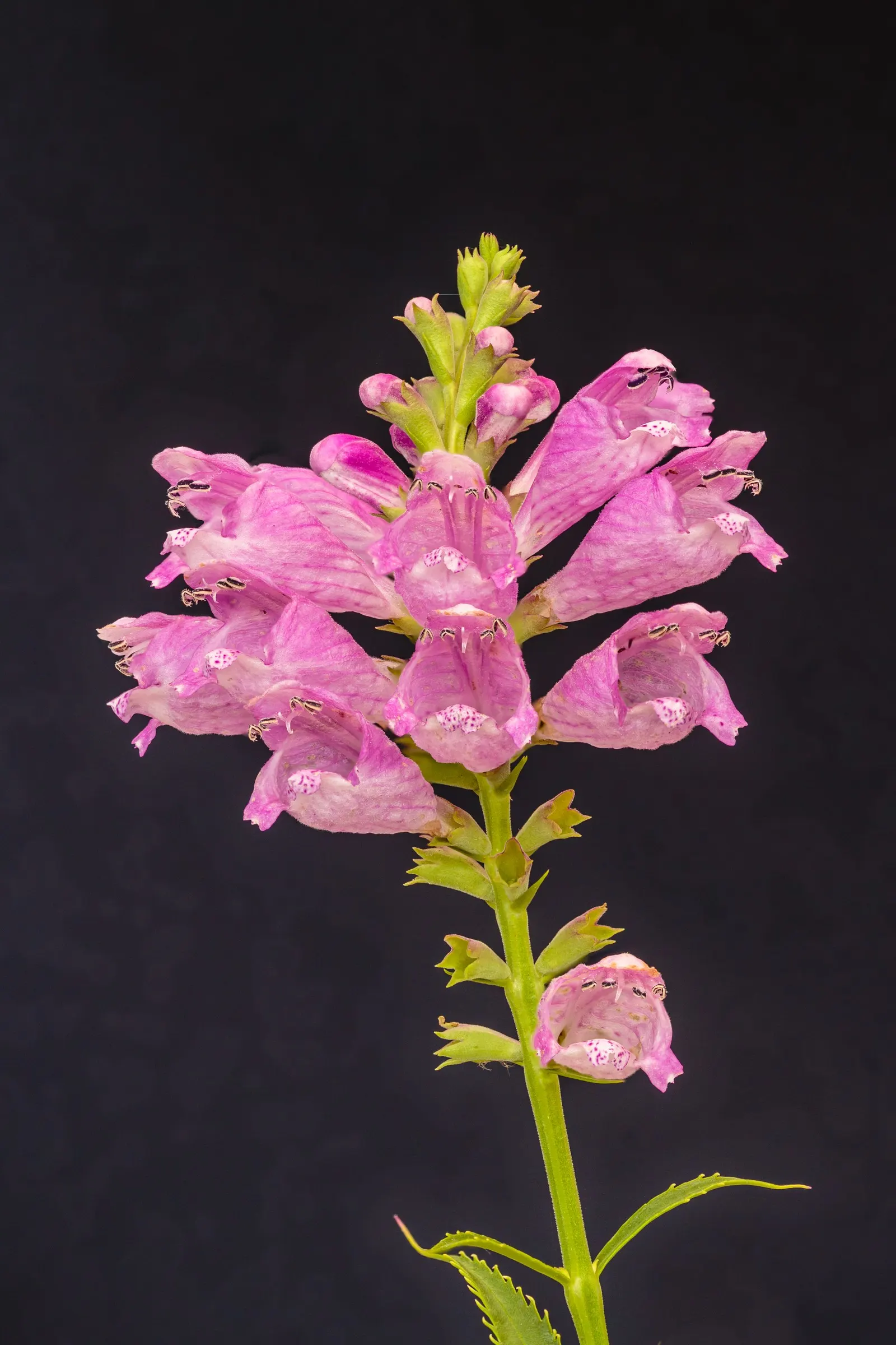 False Dragonhead, Obedient Plant (Physostegia Virginiana) — Provides vibrant vertical interest and attracts pollinators; the Obedient Plant can, image 72