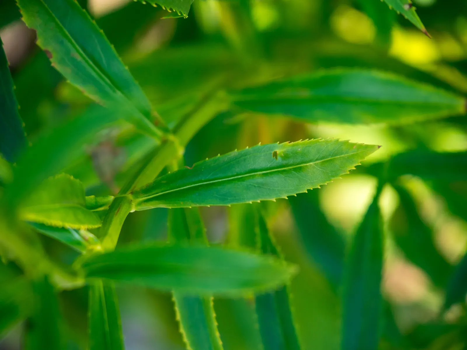 False Dragonhead, Obedient Plant (Physostegia Virginiana) — Despite its name, it can spread aggressively, so consider root barriers for, image 93