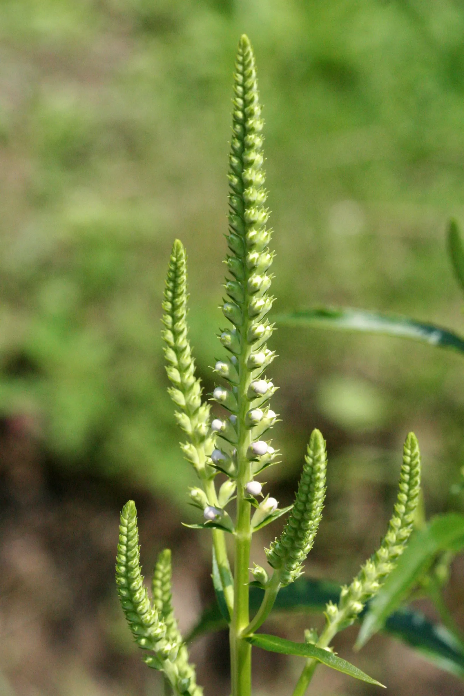 False Dragonhead, Obedient Plant (Physostegia Virginiana) — supporting pollinators such as bees; creating an extended floral display from July to September