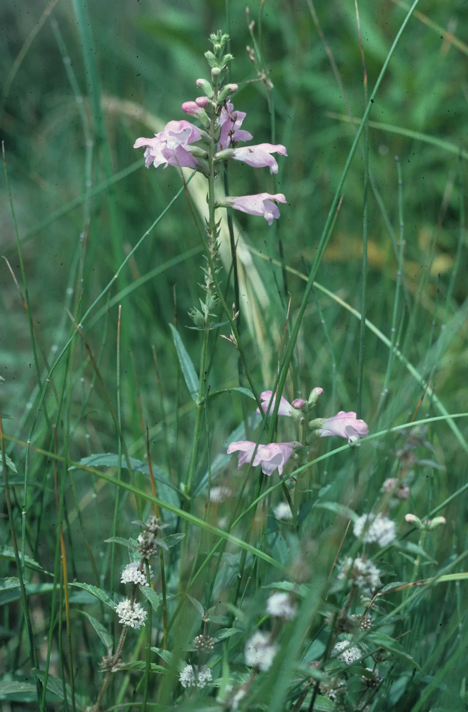 False Dragonhead, Obedient Plant (Physostegia Virginiana) — Thriving in zones 3-9, it prefers full sun to partial shade and moist, well-drained soil; valued